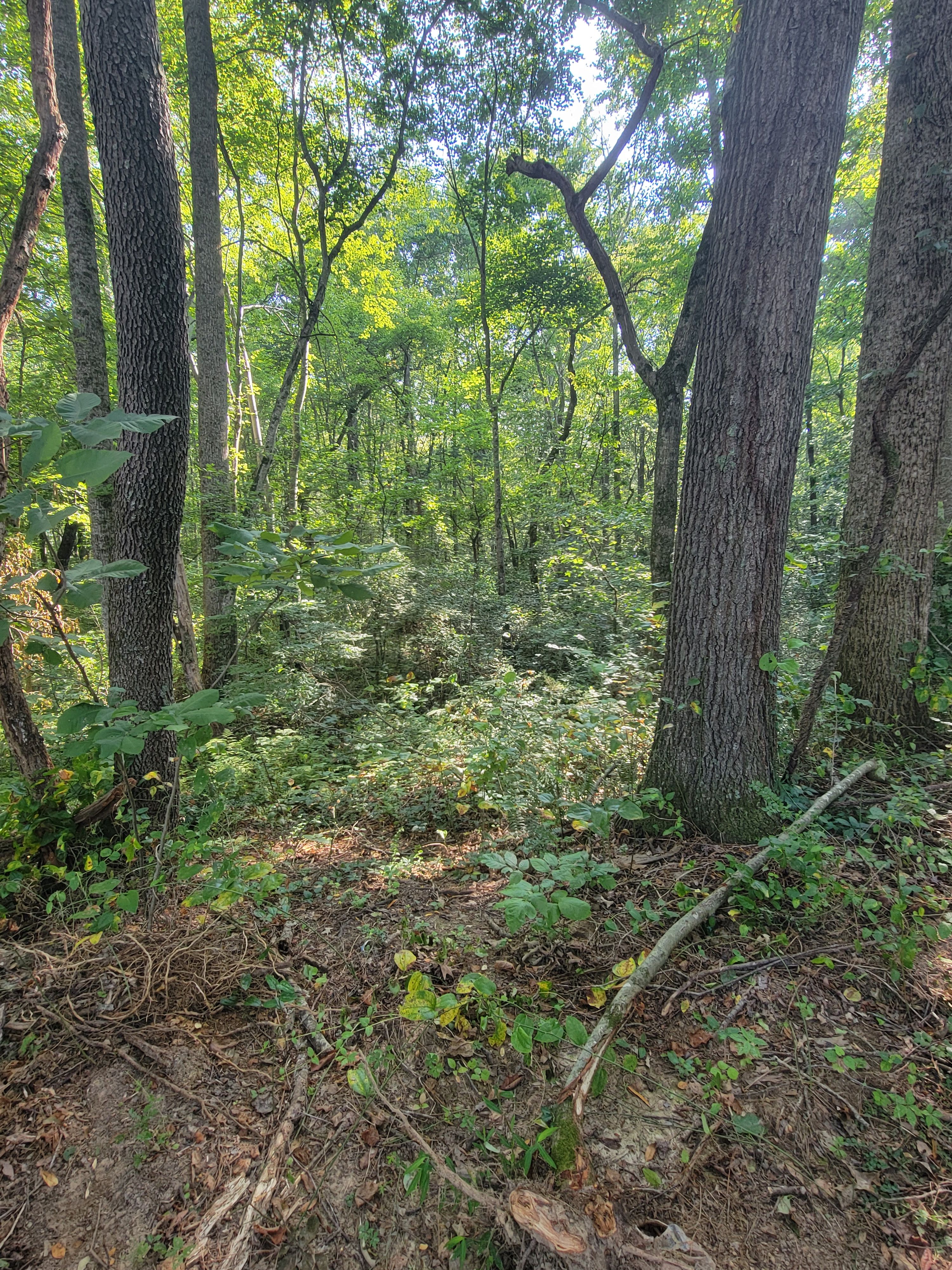  for Z's Land Management & Forestry Mulching in Smithville, TN