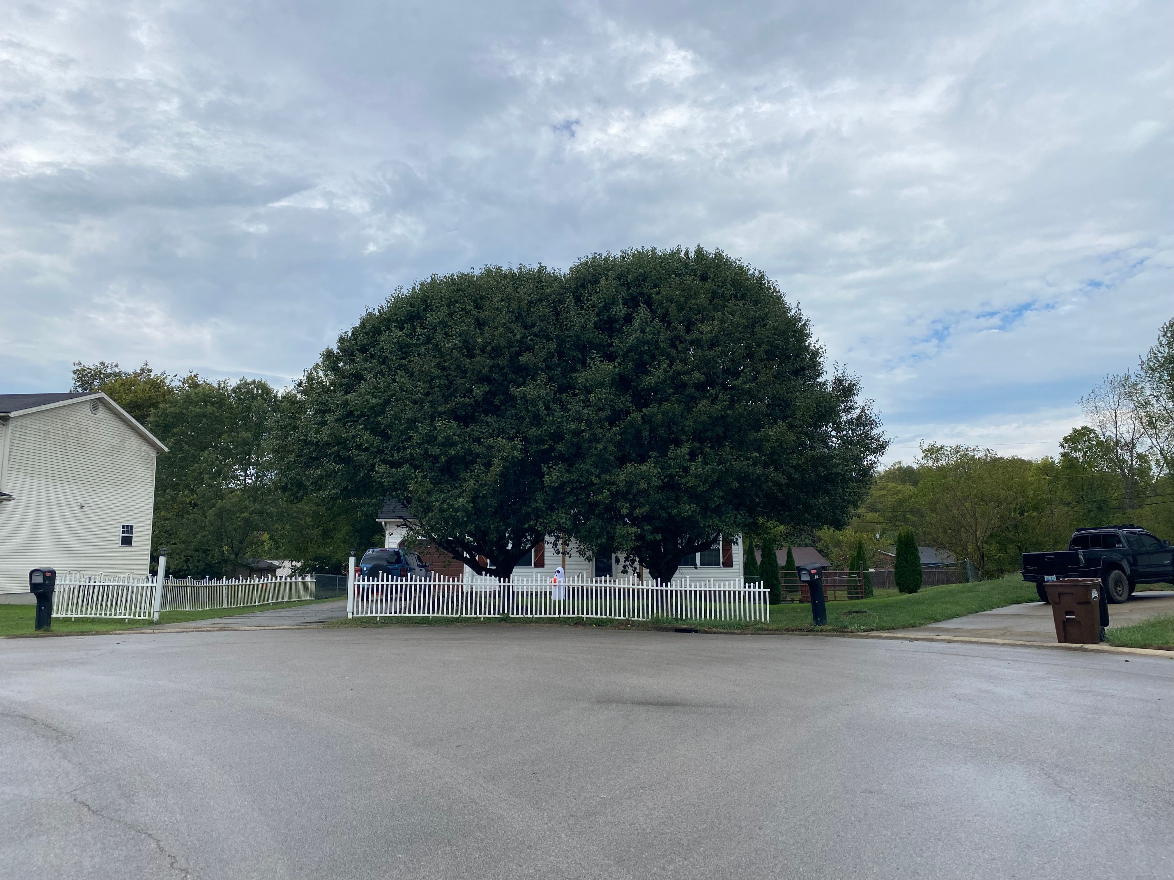 All Photos for Houtz Tree Service in Lexington, KY