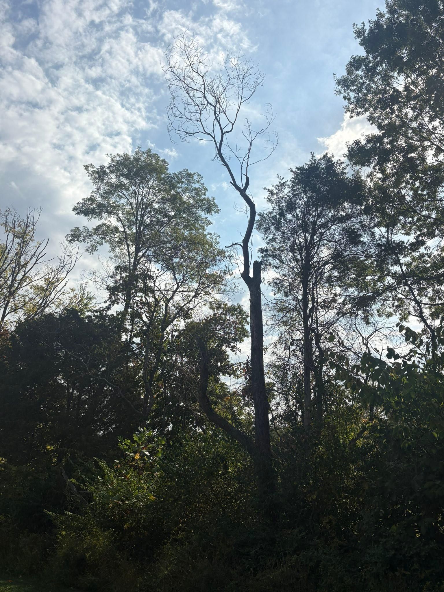  for Dig-It Tree Company in , 