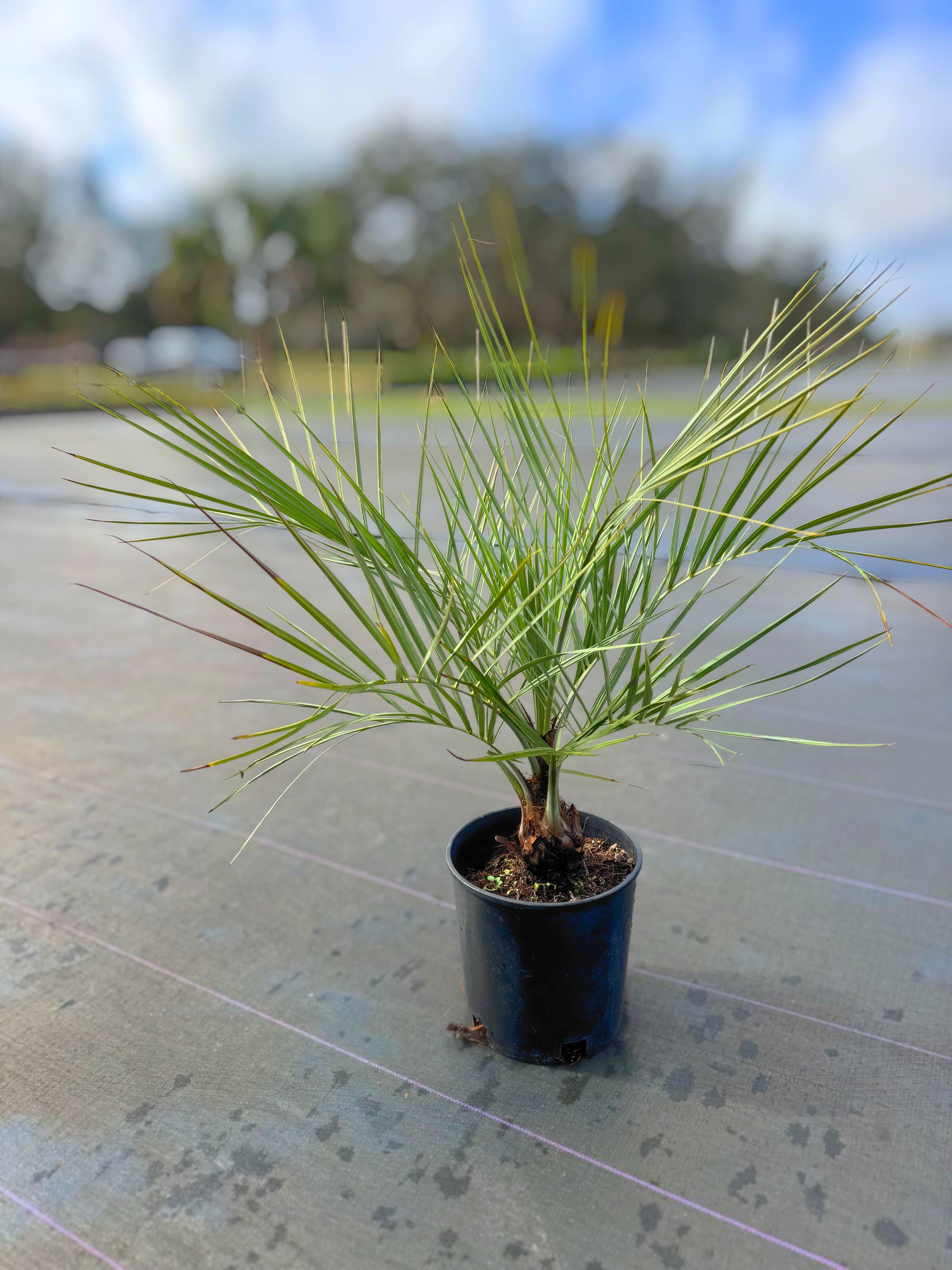  for Southern Roots Tree Farm in Crystal River, FL