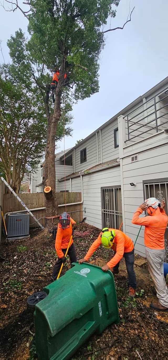  for Servin's Tree Care  in Houston, TX