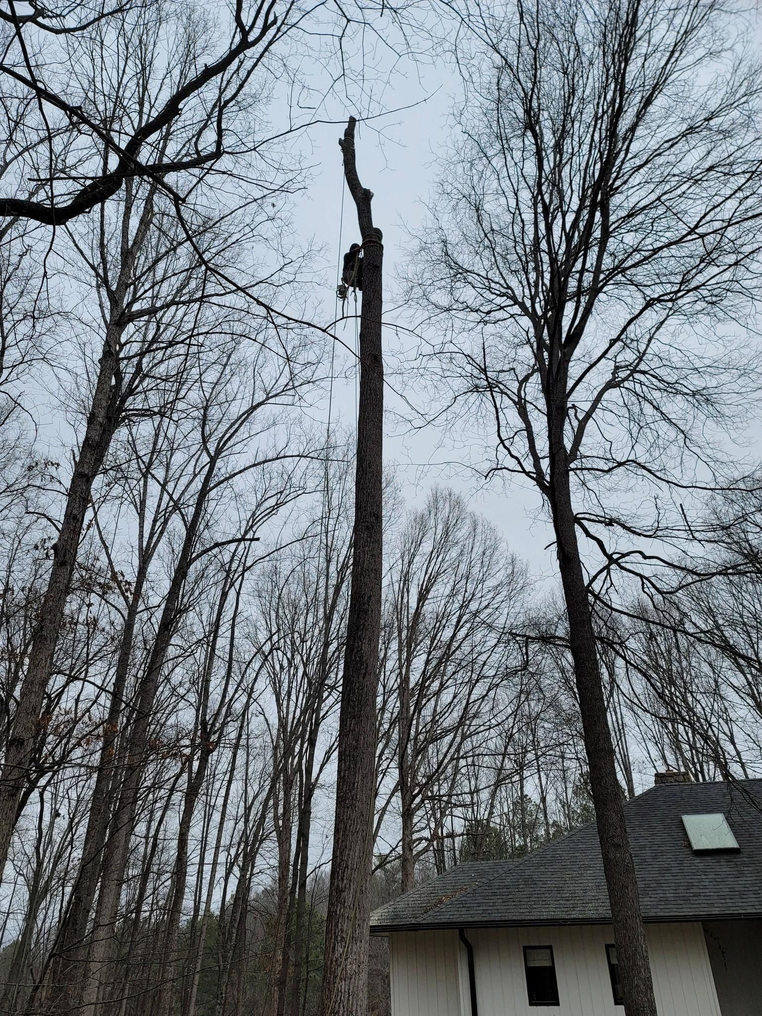  for Integrity Tree and Landscaping in Lynchburg, VA