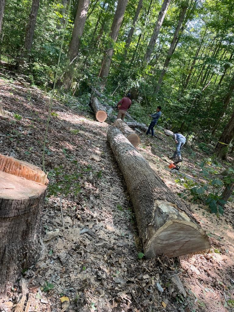 Tree Removal for Rosales Landscaping LLC in Lake Gaston, North Carolina