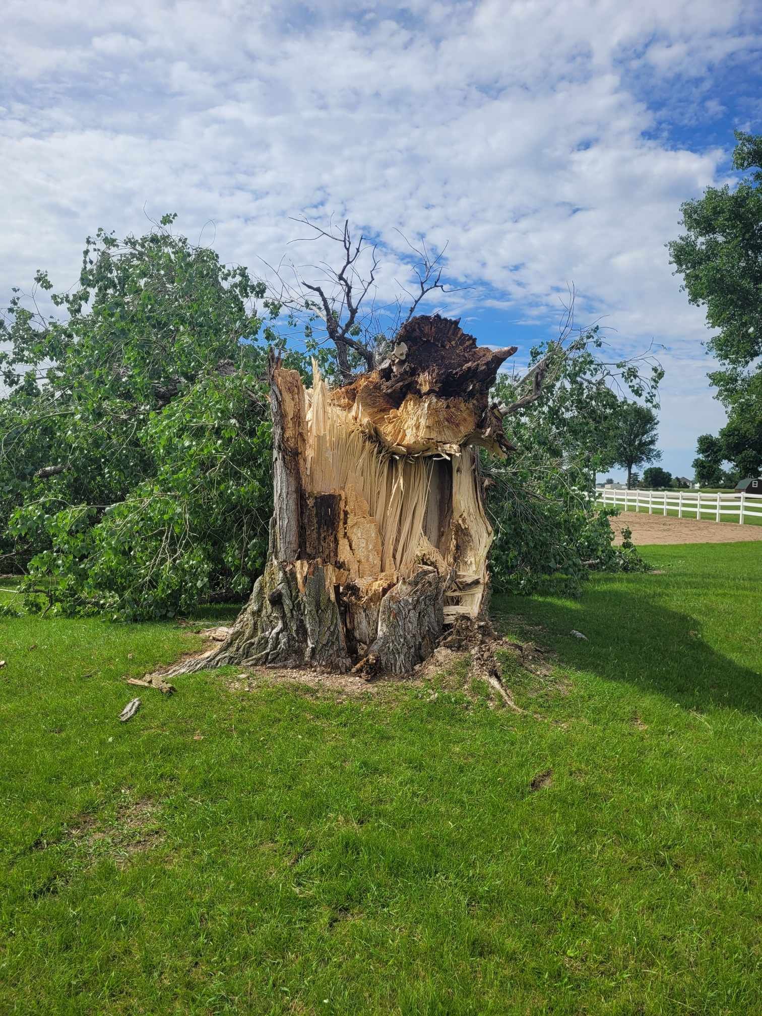  for Tree Tech in Luverne, MN