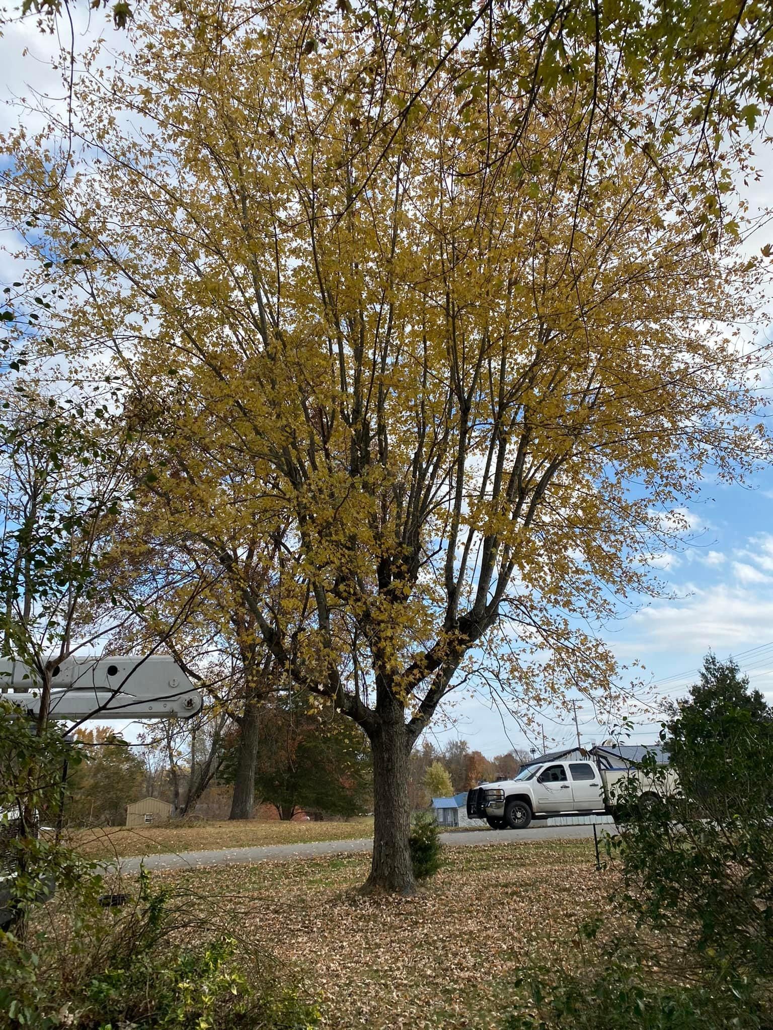 All Photos for Atwood’s Tree Care in Liberty,  KY