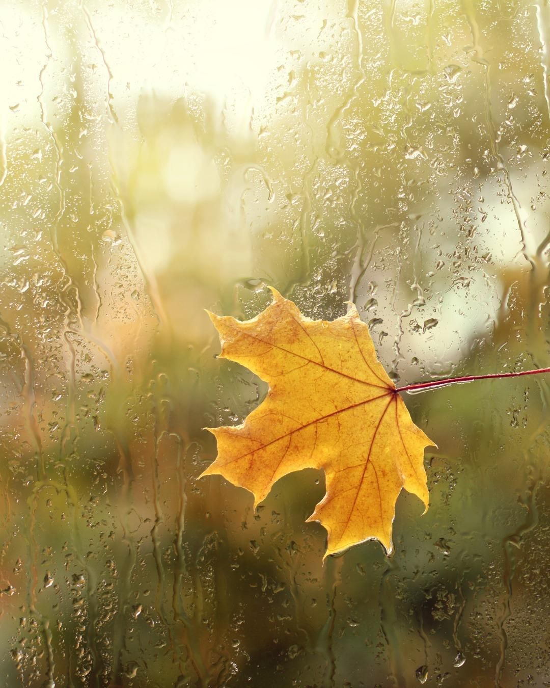 All Photos for Oakwood Tree Removal LLC in Oak Creek,  WI