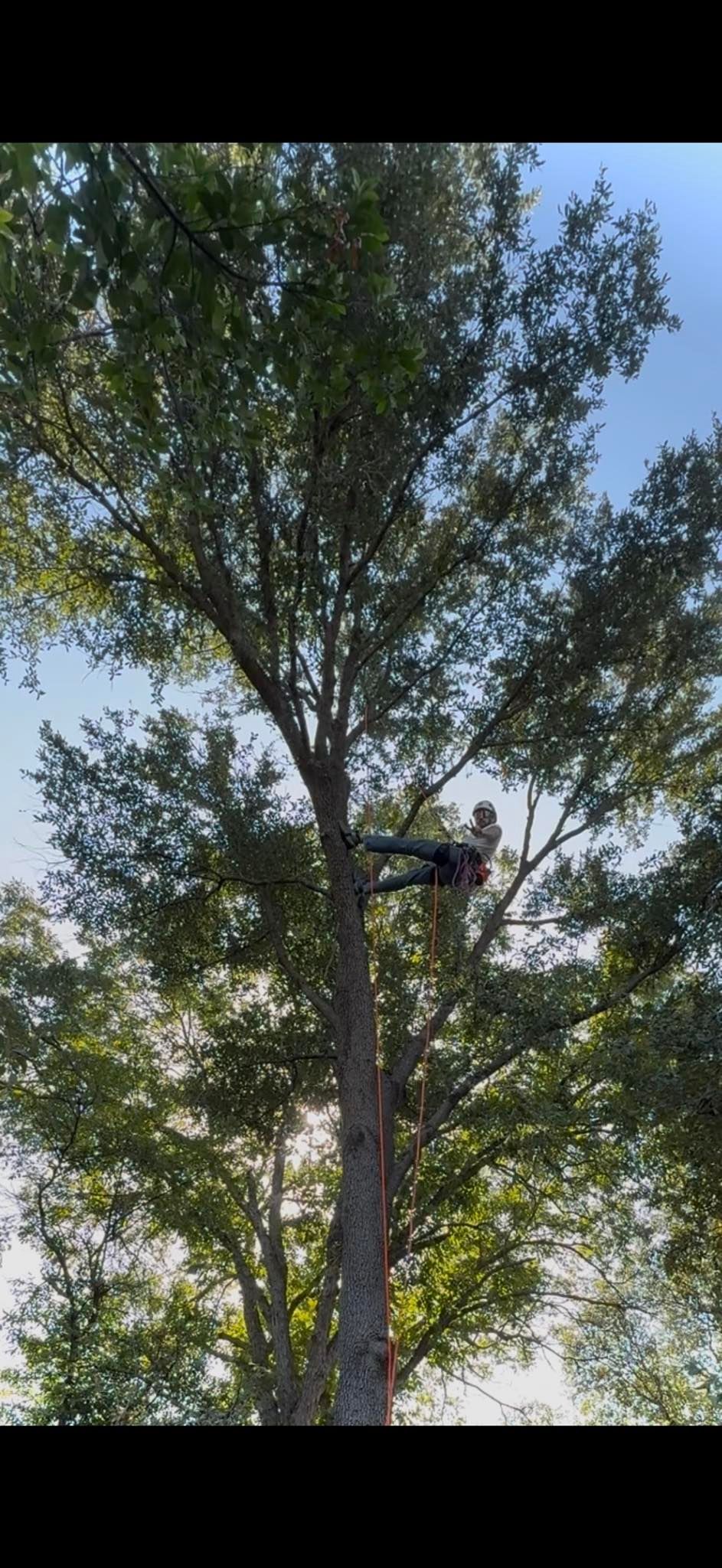 Tree Removal for Blu-J Tree Care in Arlington, TX