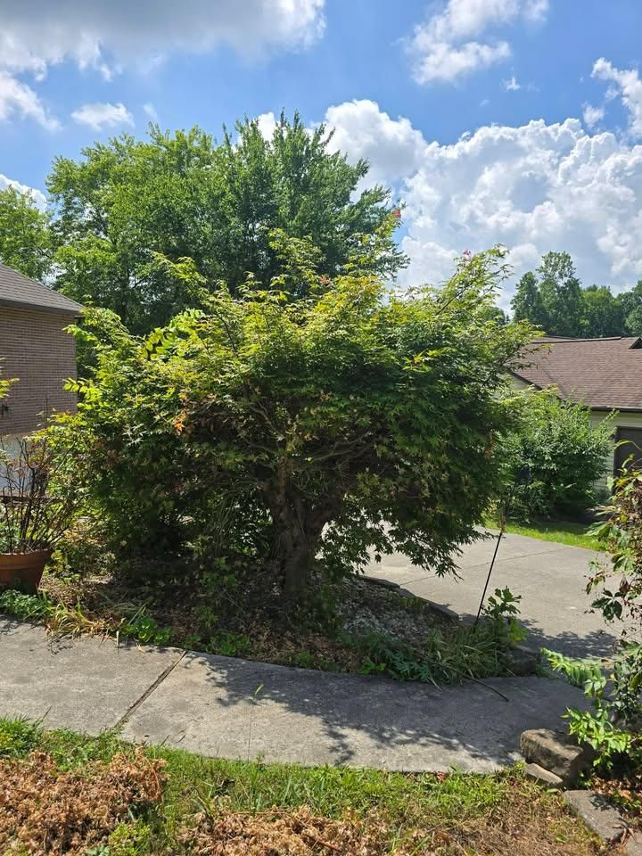  for Williams Lawn and Land in Sharps Chapel, TN