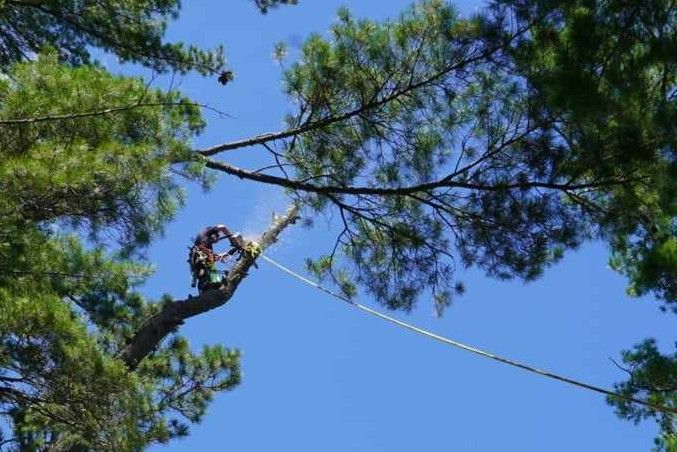  for Dan's Tree Service LLC in Bemidji, MN