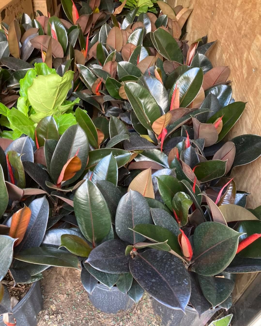 All Photos for S&R Landscaping and Nursery in Charlotte, NC