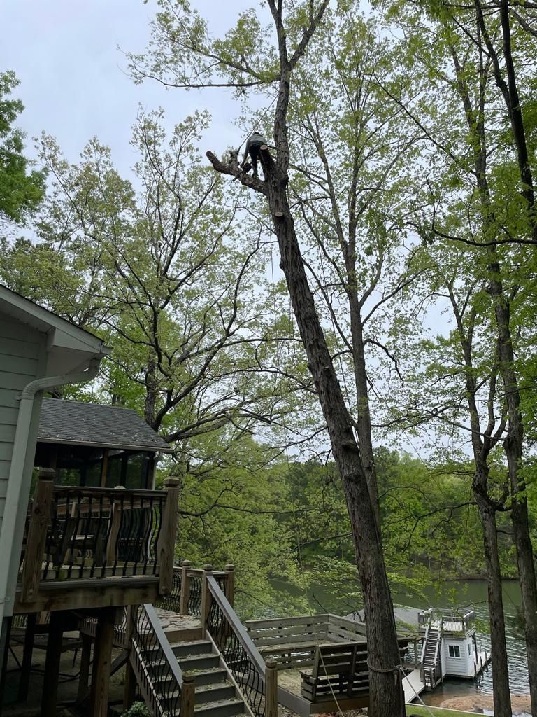 Tree Removal for Rosales Landscaping LLC in Lake Gaston, North Carolina