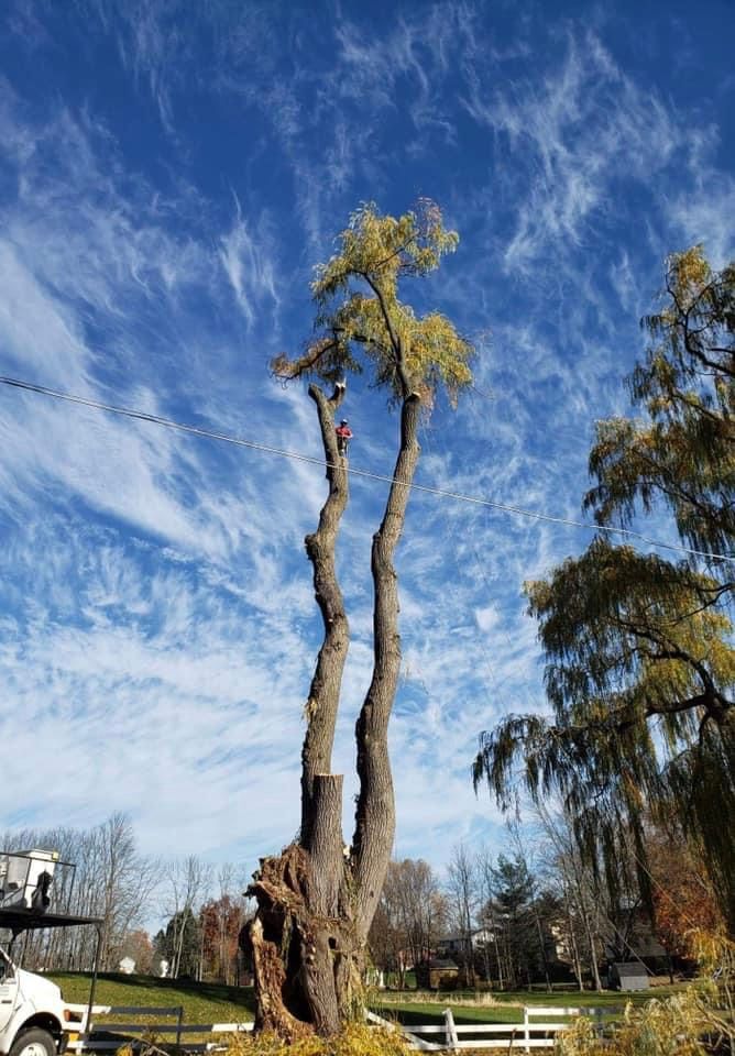  for S.H. Tree Service LLC in Hilton, NY