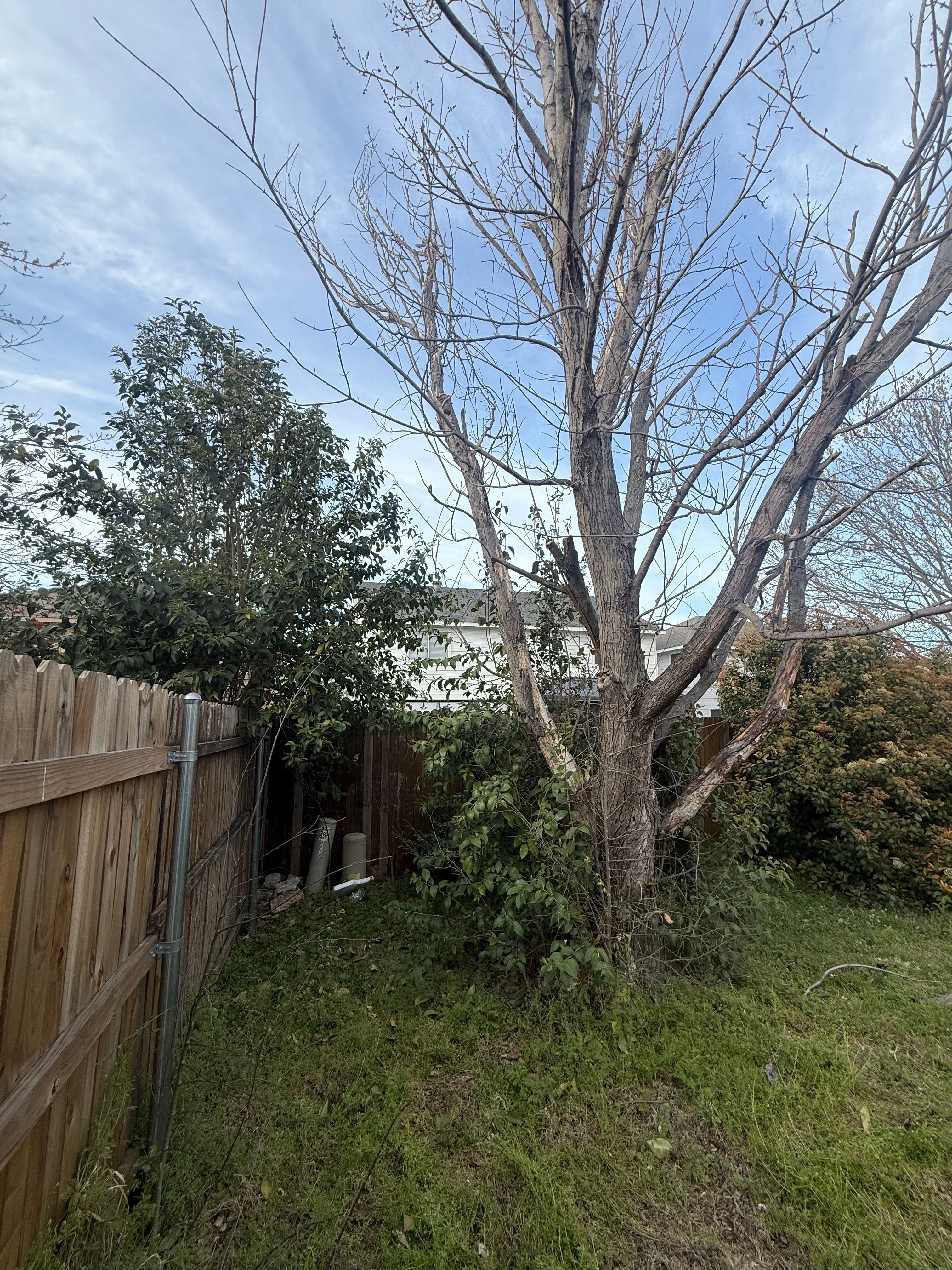 Tree Removal for Blu-J Tree Care in Arlington, TX