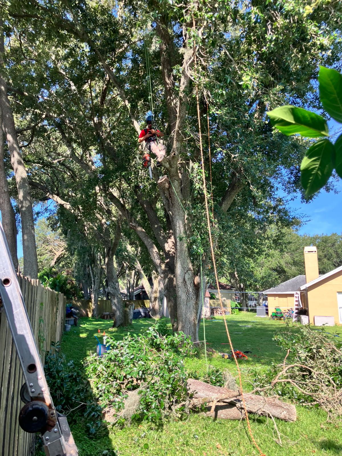All Photos for TREE BOYS in Ruskin, FL
