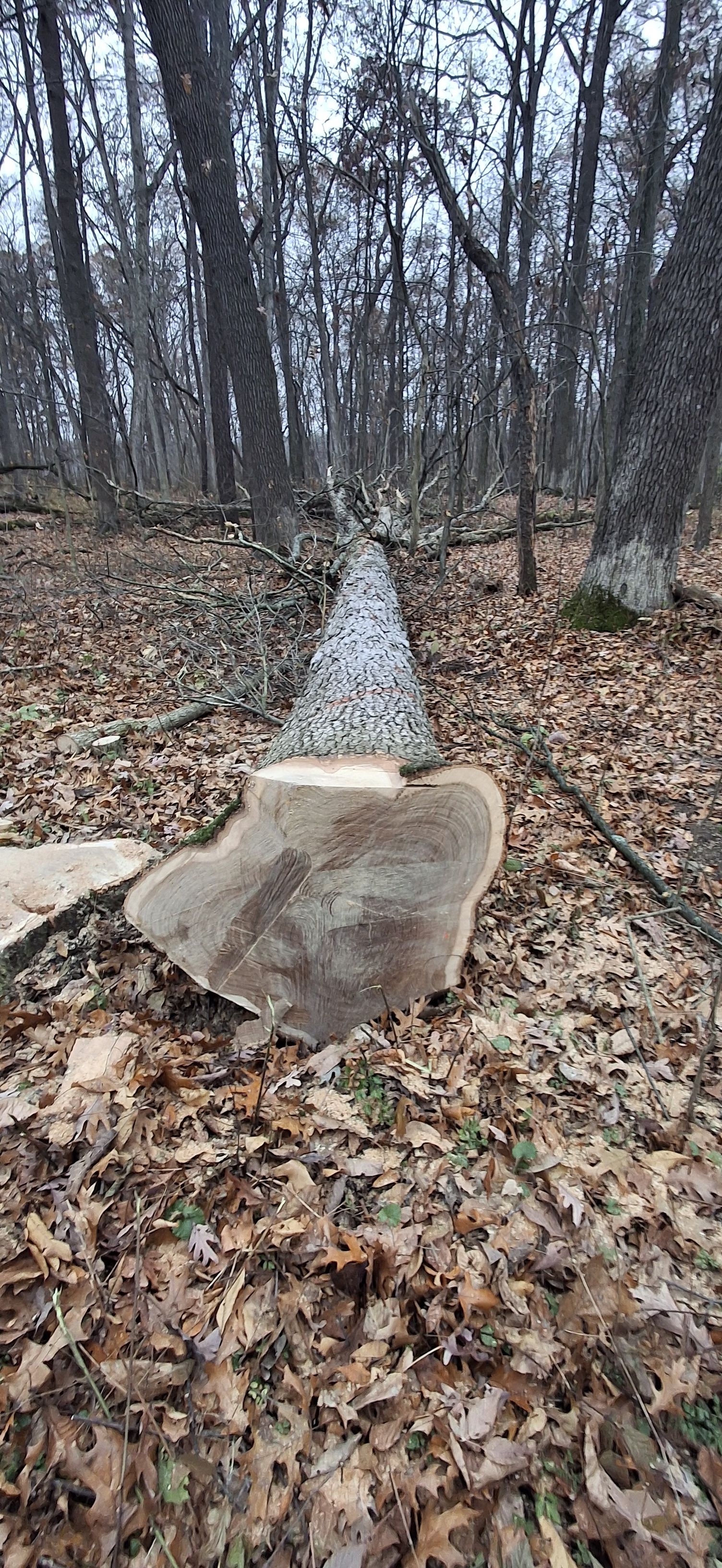  for God's Country Timber Management in Hillsdale, MI