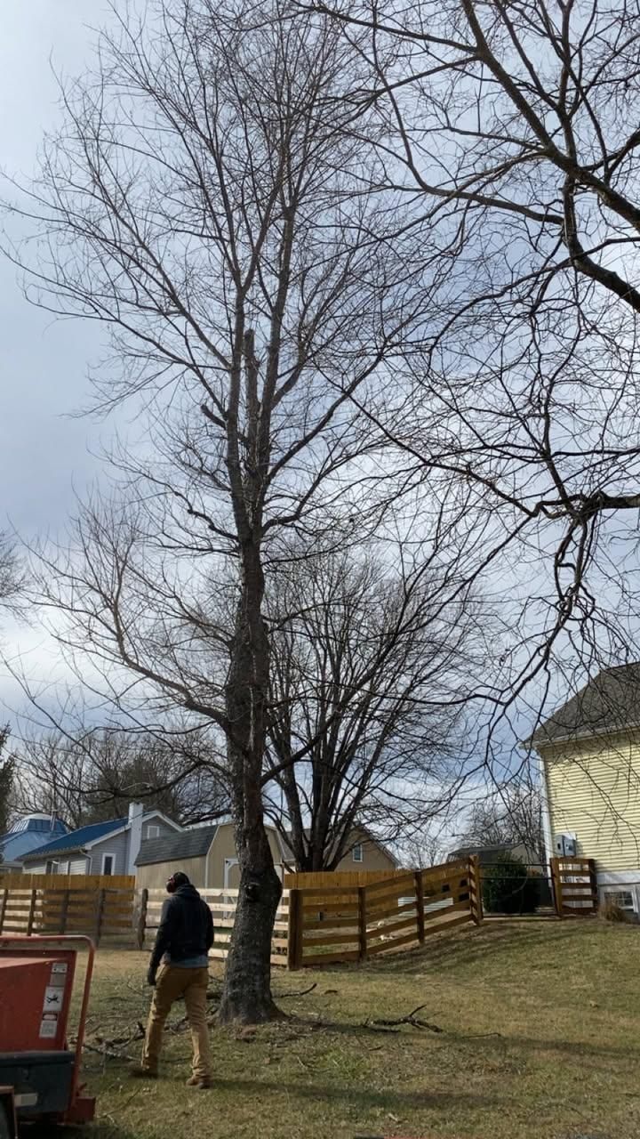 All Photos for Gray's Tree Service  in Shenandoah County, VA