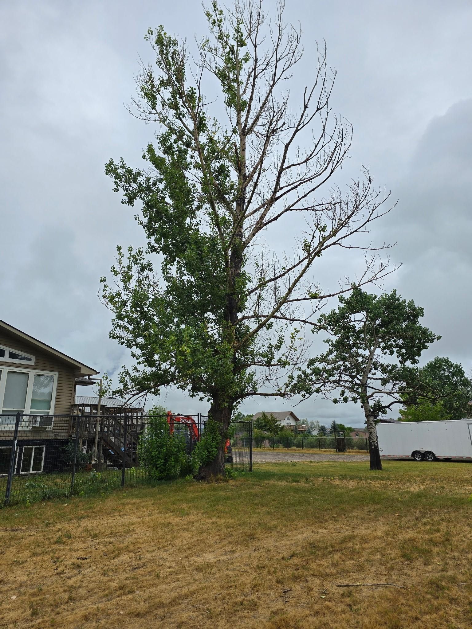  for Two Fellers Tree Service in Buffalo, WY