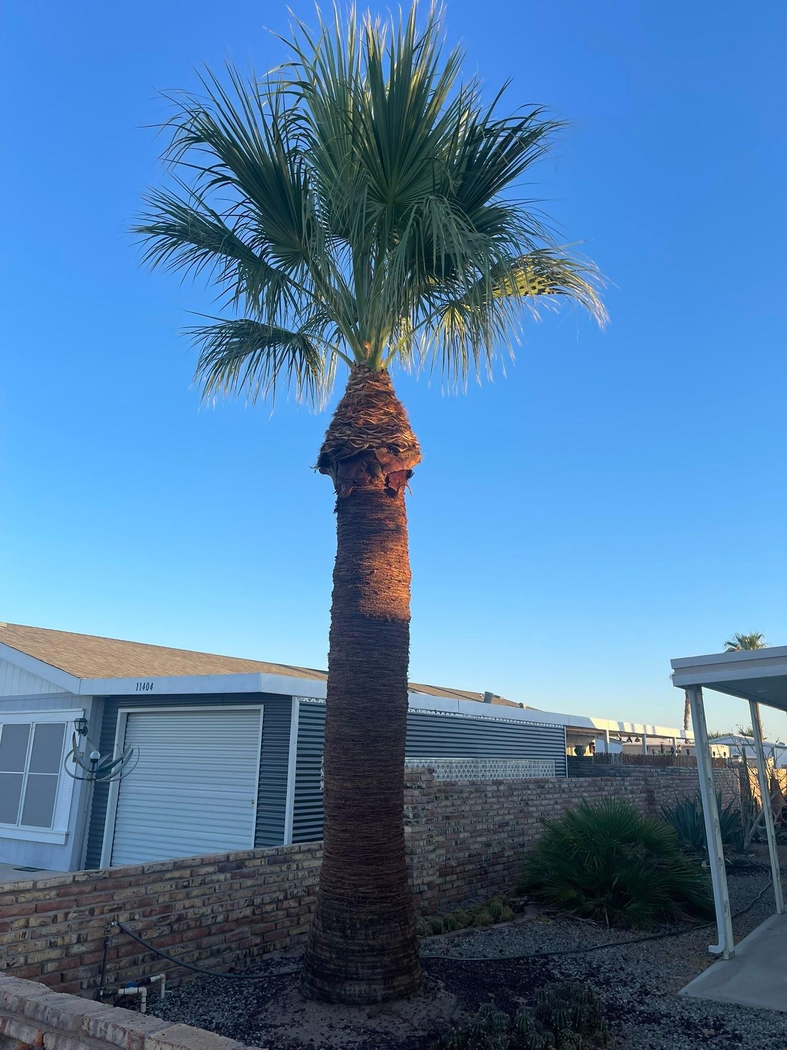  for Oliver L. Palm & Tree services in Yuma County, AZ