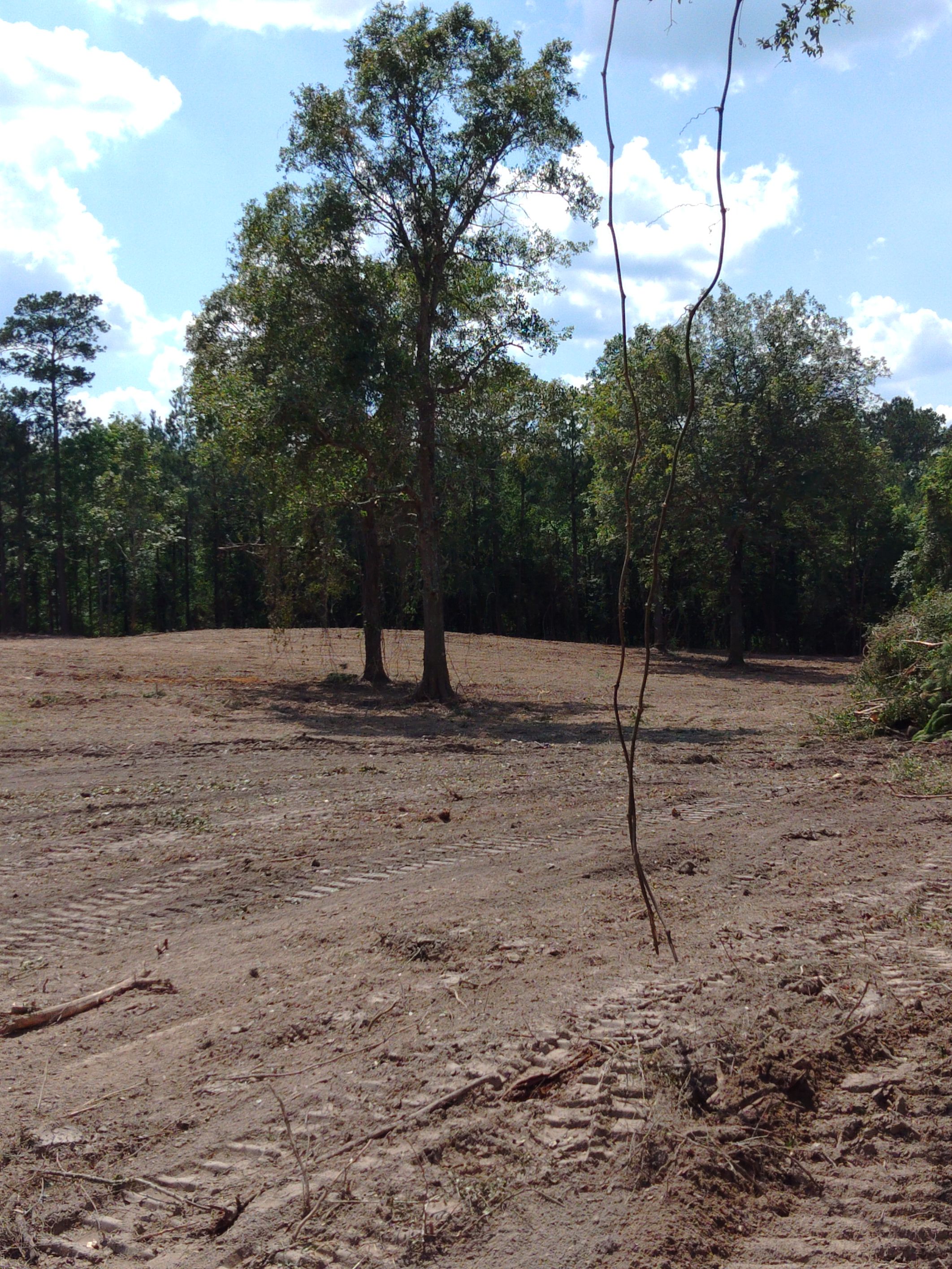All Photos for Big Thicket Land Clearing in Kountze, TX
