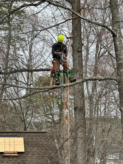  for Red Roosters Tree Services in Bedford, VA