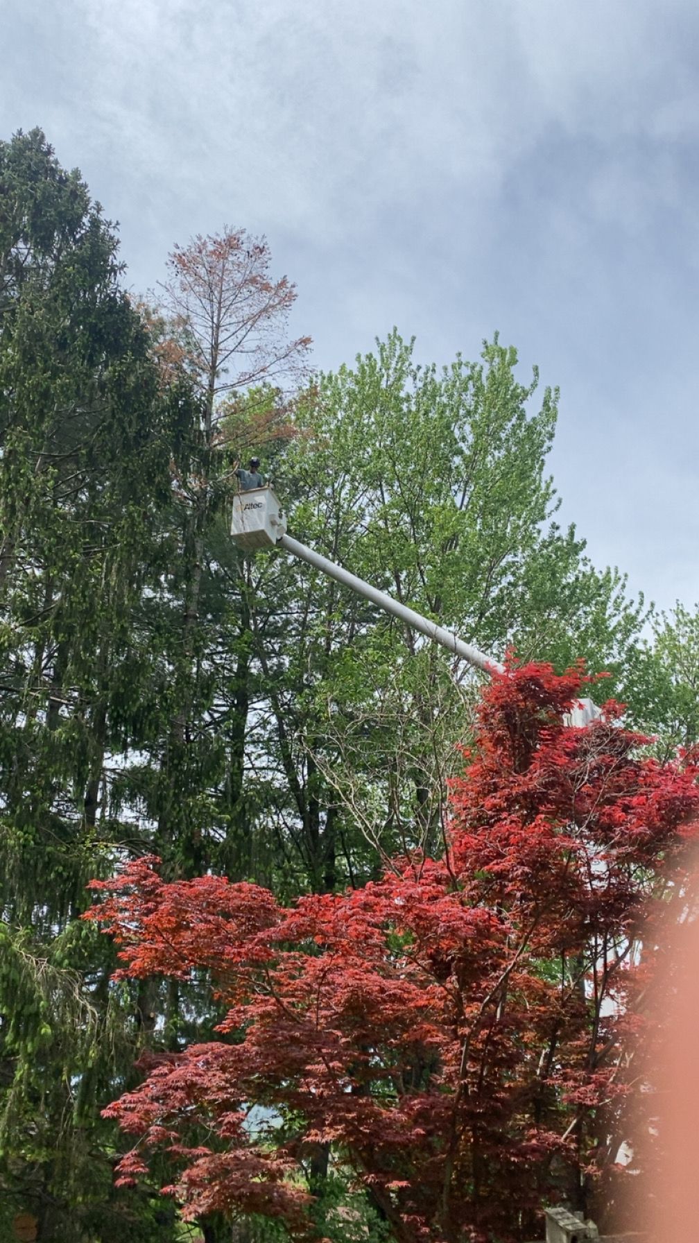 All Photos for Gray's Tree Service  in Shenandoah County, VA