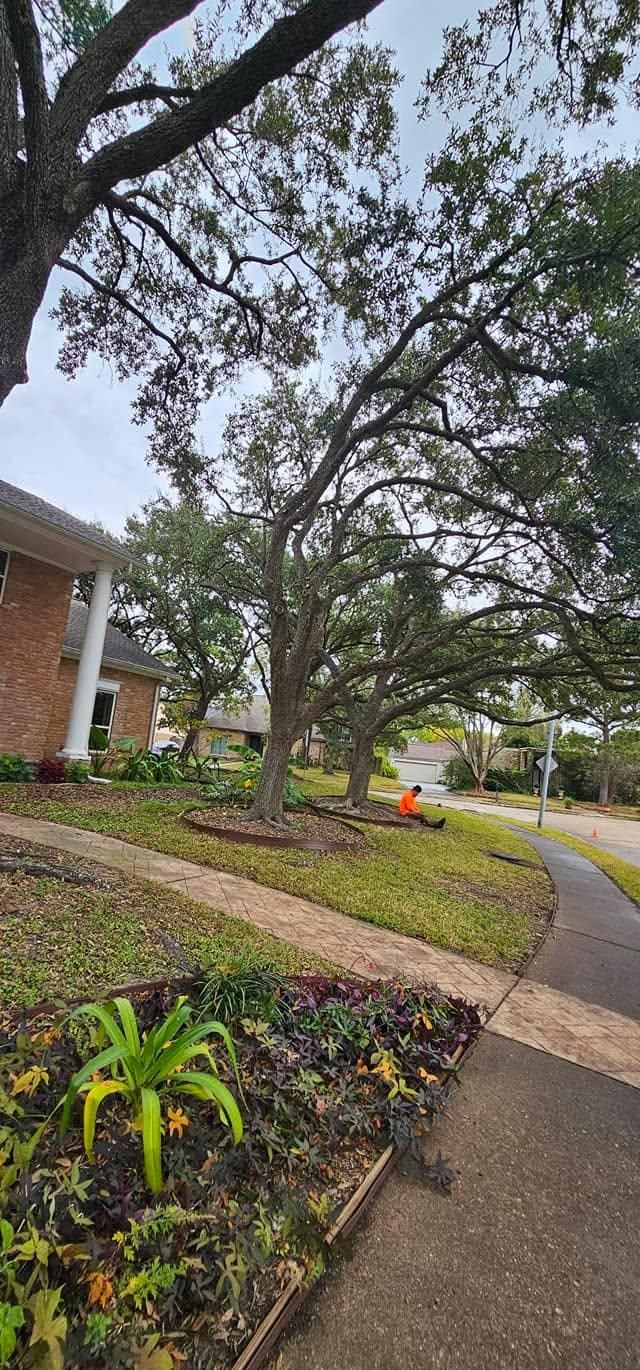  for Servin's Tree Care  in Houston, TX