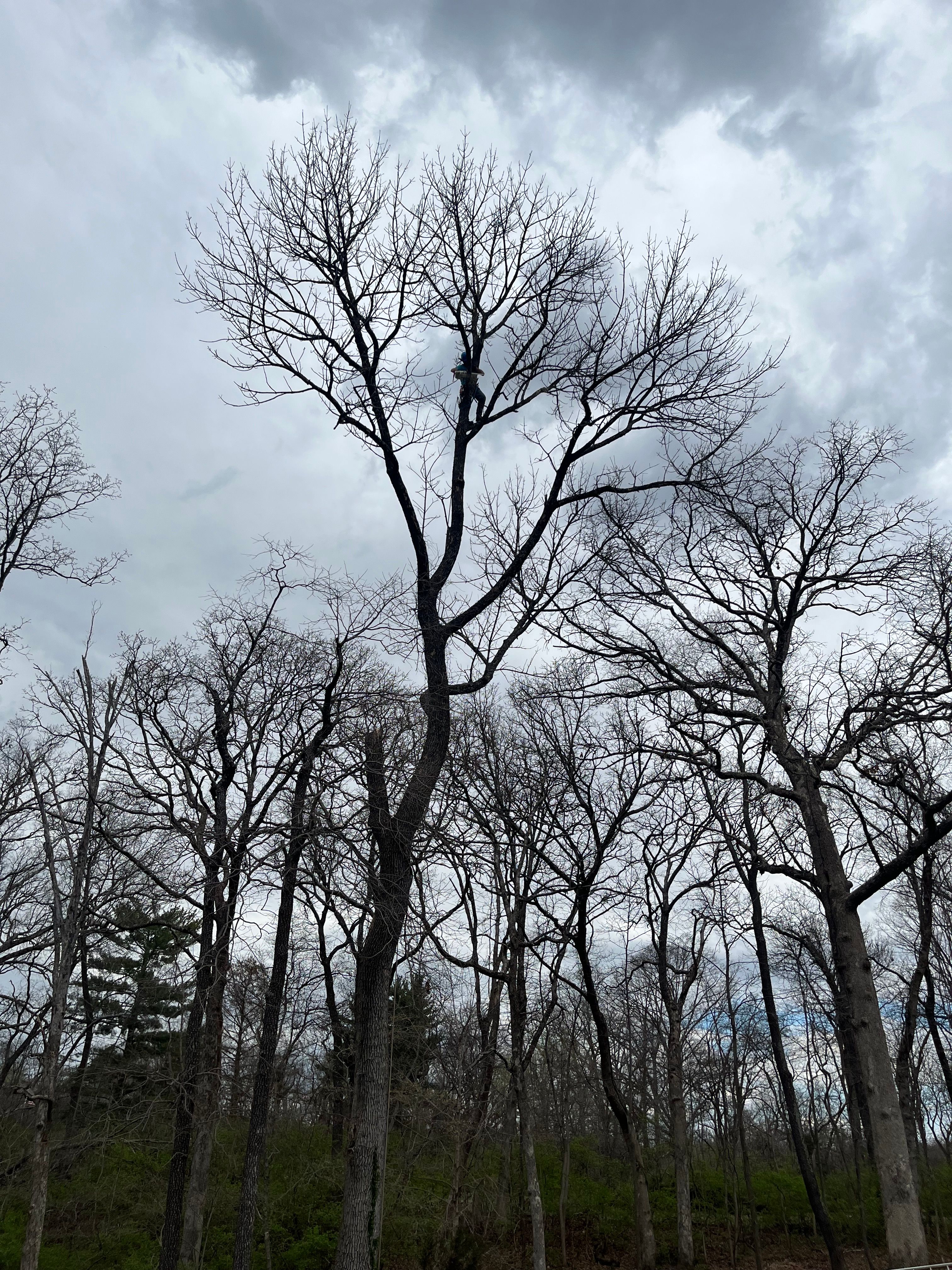  for Stinger Tree Service in Belleville, IL