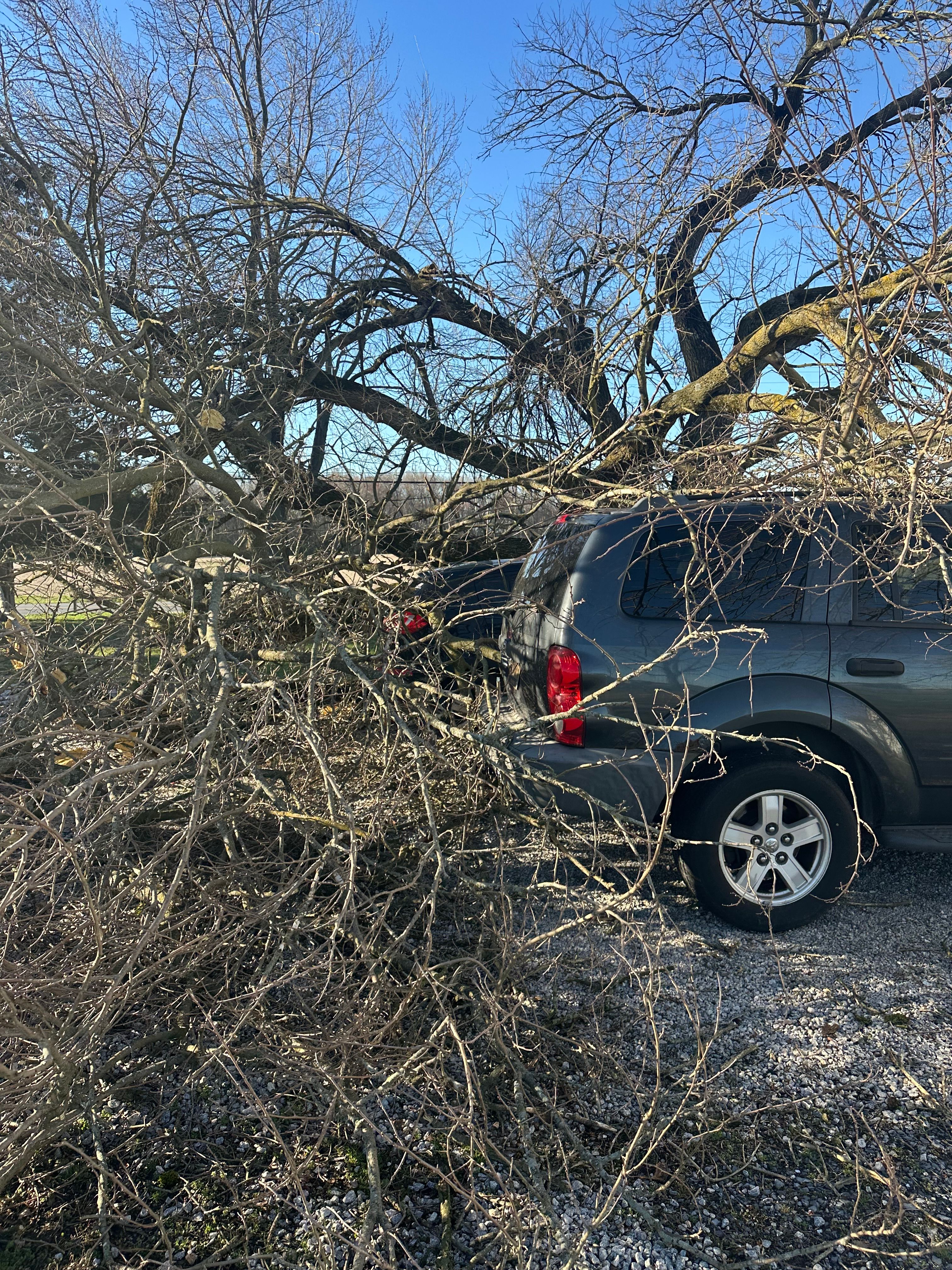  for Loockerman's Tree and Stump Removal in Dover, DE