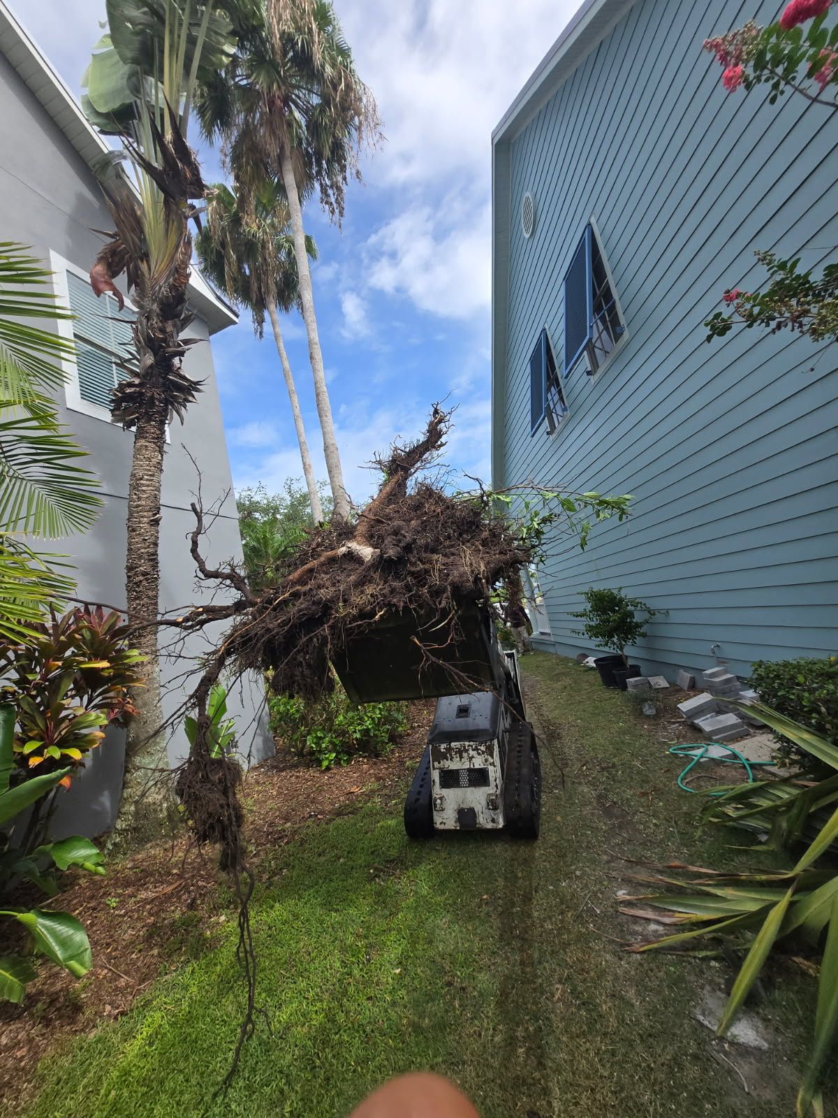 All Photos for TREE BOYS in Ruskin, FL
