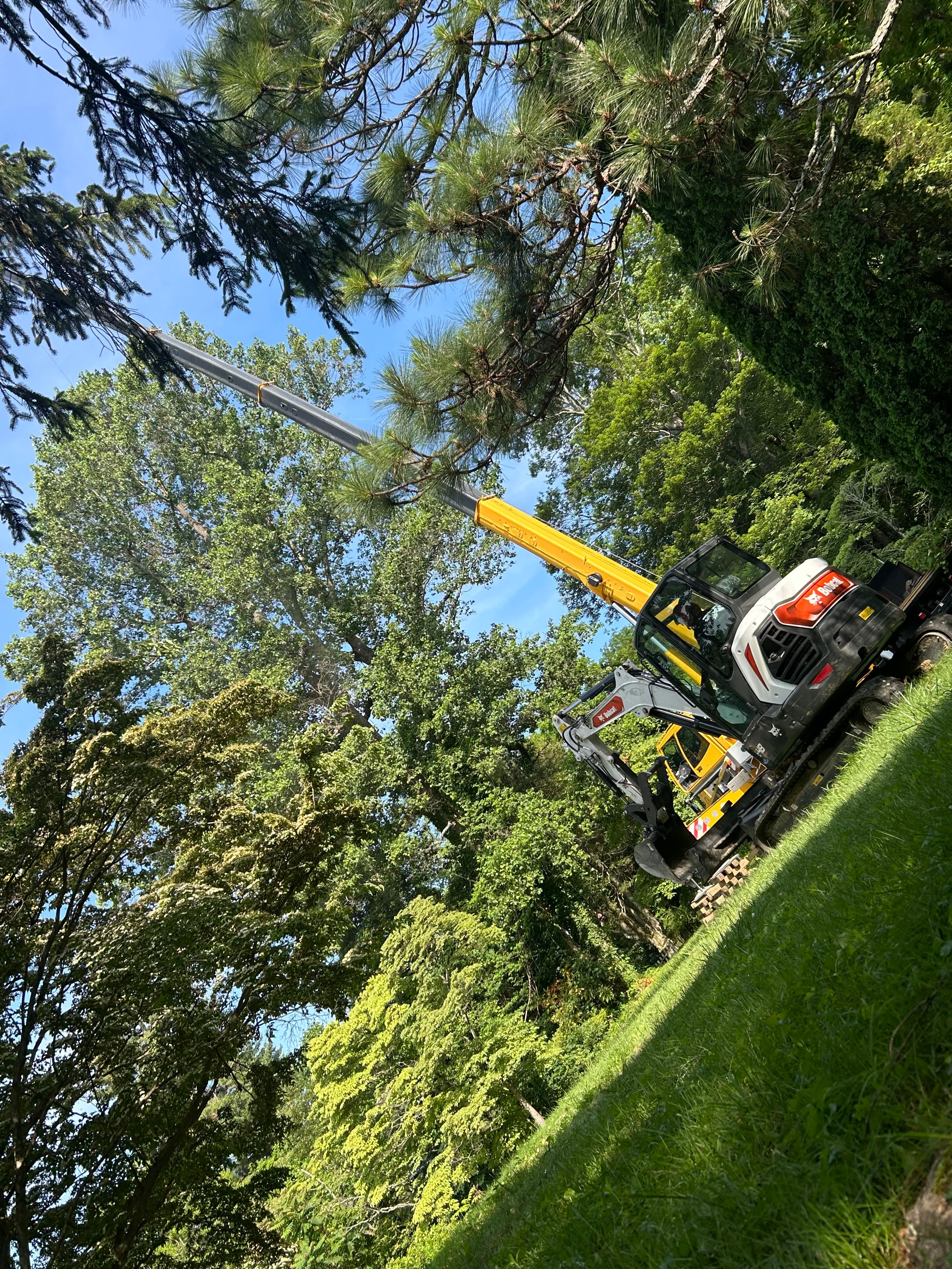  for Andy's Tree Service in Zirconia, NC