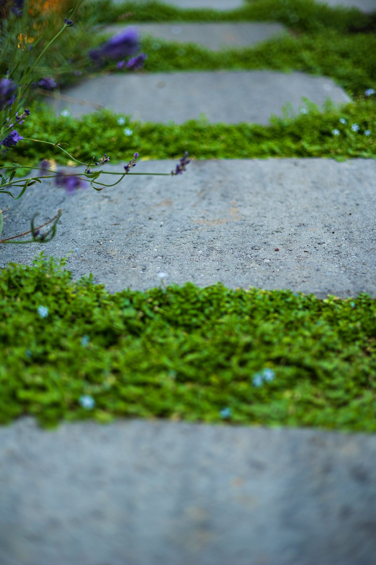  for Courtney Lewis Landscape Design in Portland, OR