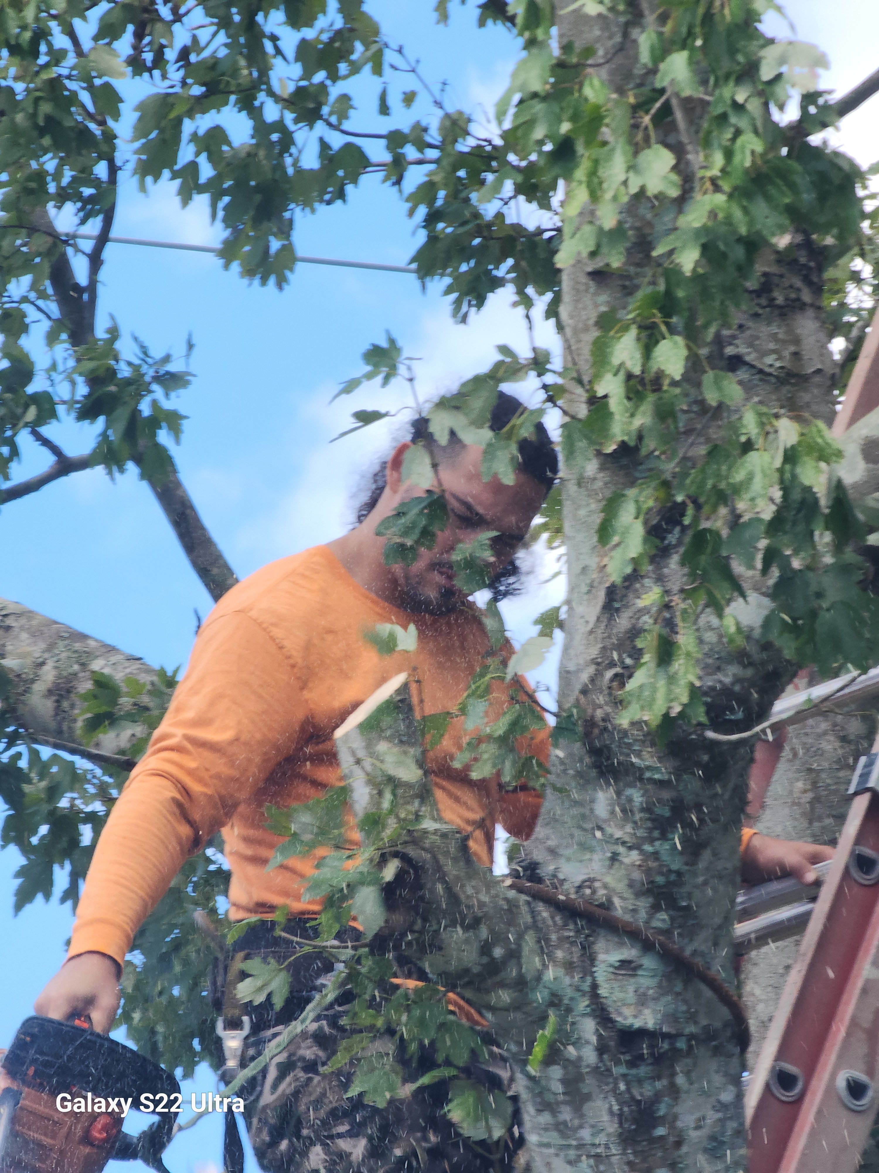 All Photos for Highlife Tree Care And Landscaping in Altamonte Springs, FL