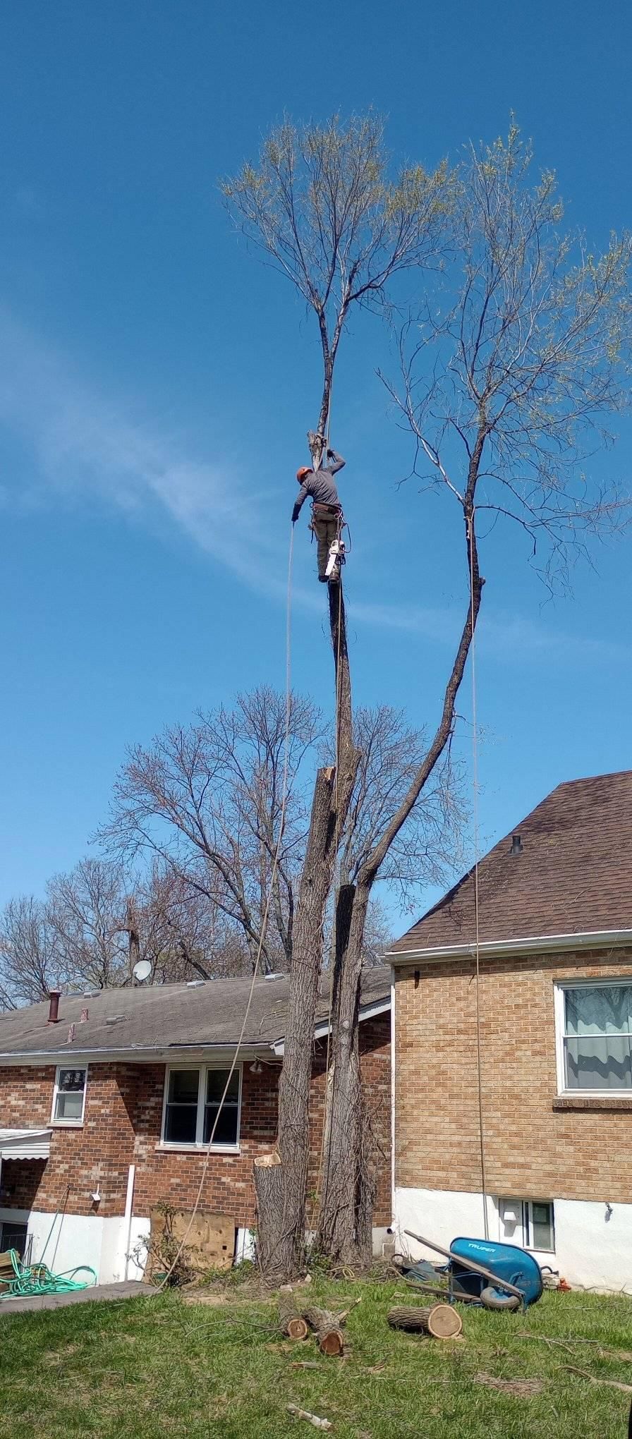  for Kingdom Tree Trimming and Removal LLC in Covington, KY