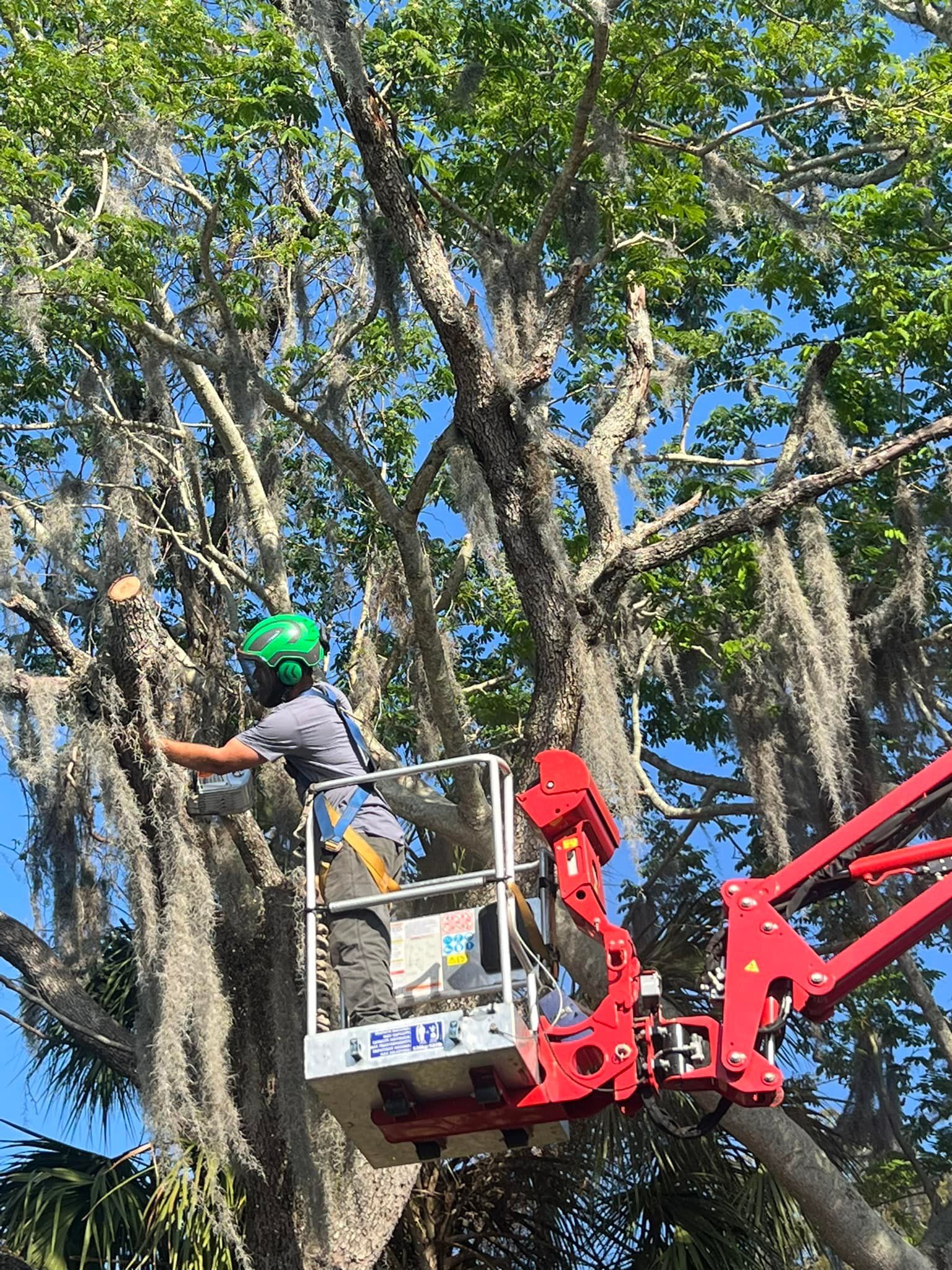 All Photos for Ryker's Tree Service in Dunedin, FL