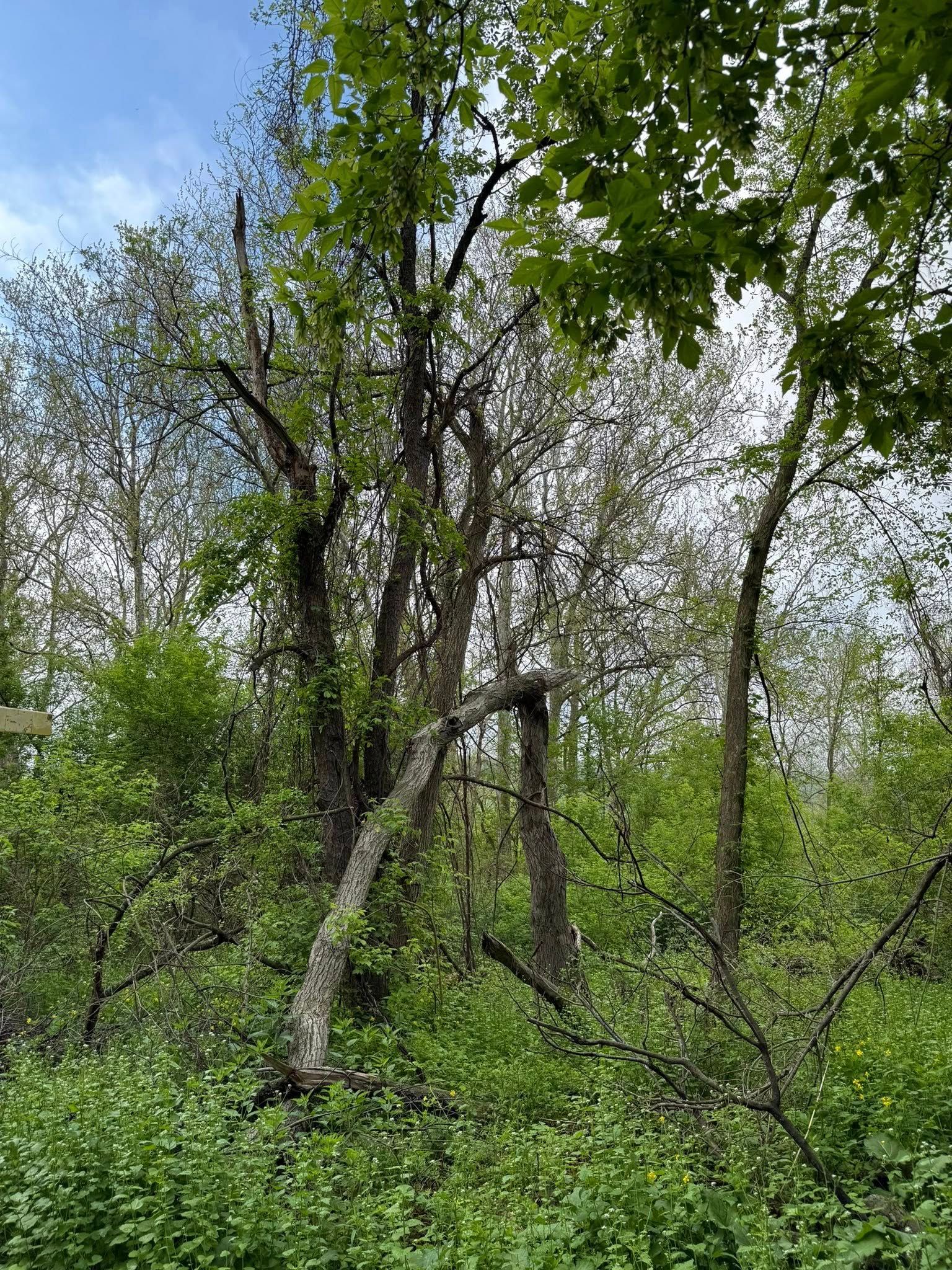 All Photos for Sterlings Tree Removal in Cobleskill, New York