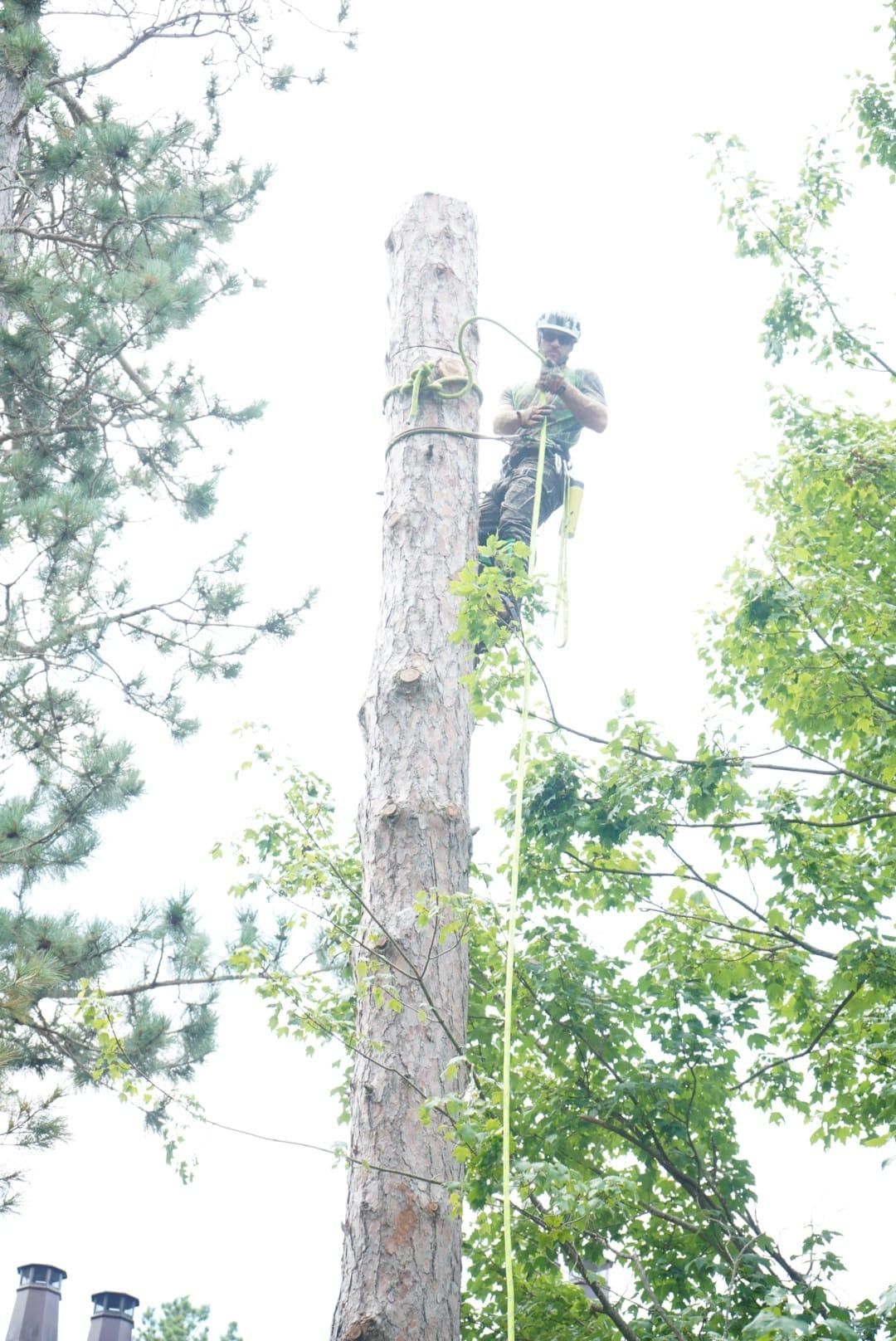  for Dan's Tree Service LLC in Bemidji, MN