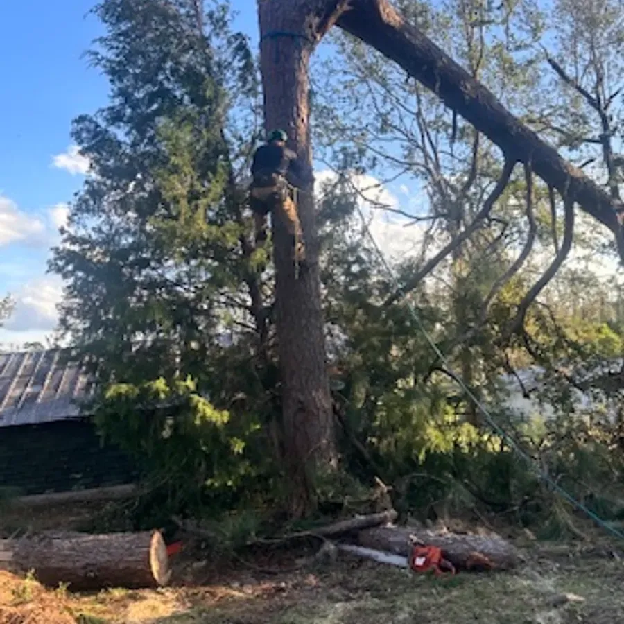  for Elite Tree & Landscape Services LLC in St. Augustine, FL