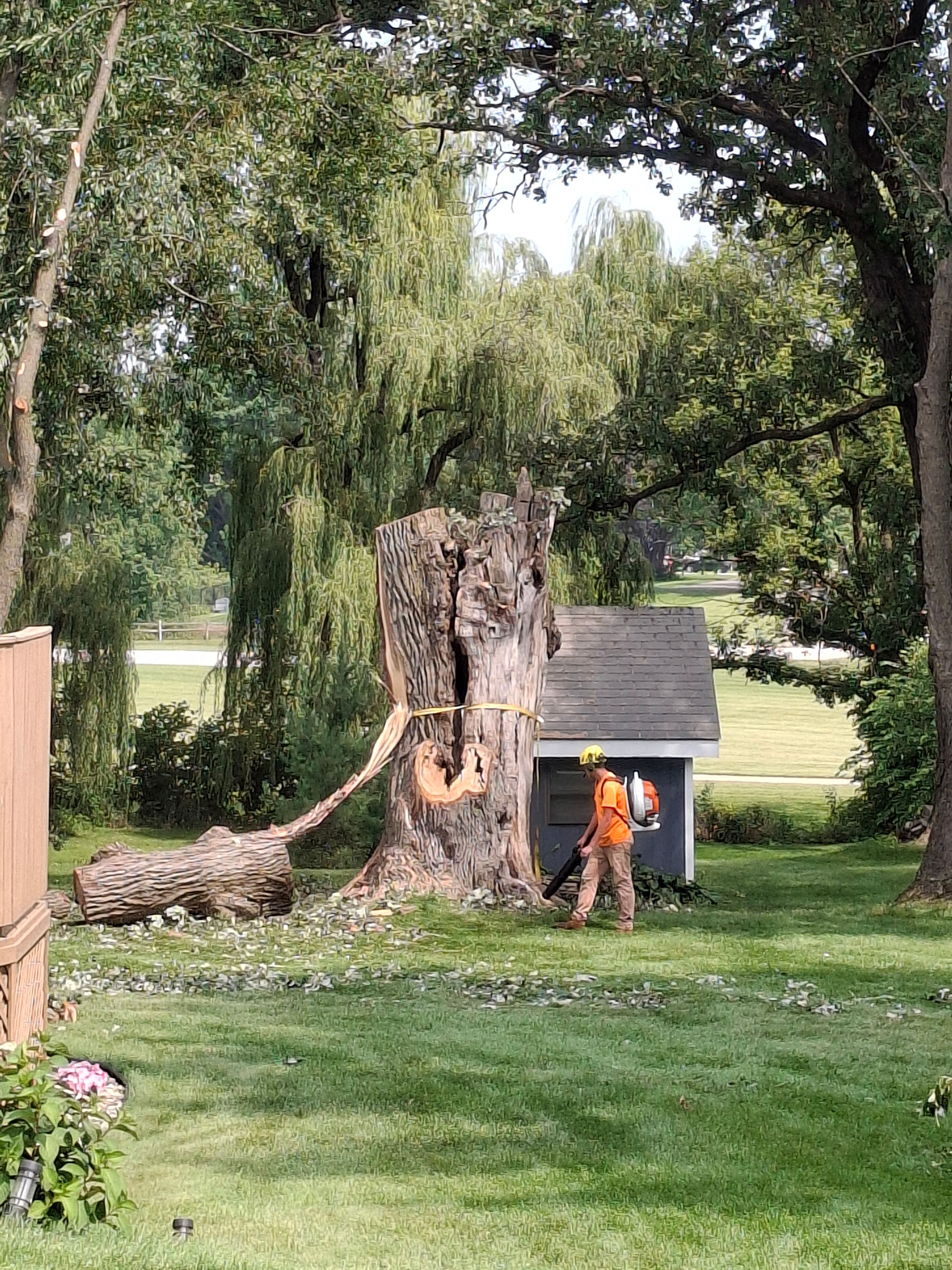 Tree Removal for Olson Tree Service, Inc in Rockford, IL