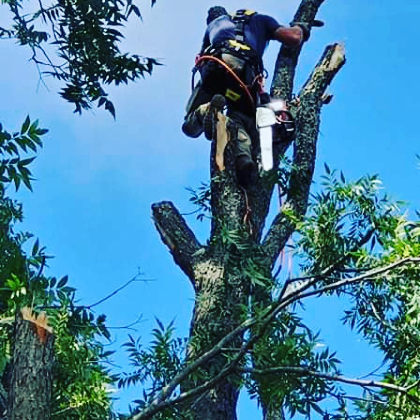  for Tesla Tree Trimming in Kempner, TX