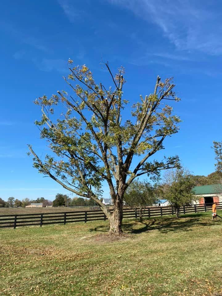 Fall and Spring Clean Up for Atwood’s Tree Care in Liberty,  KY