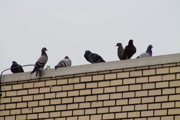  for Predator Pest Control in El Paso, TX