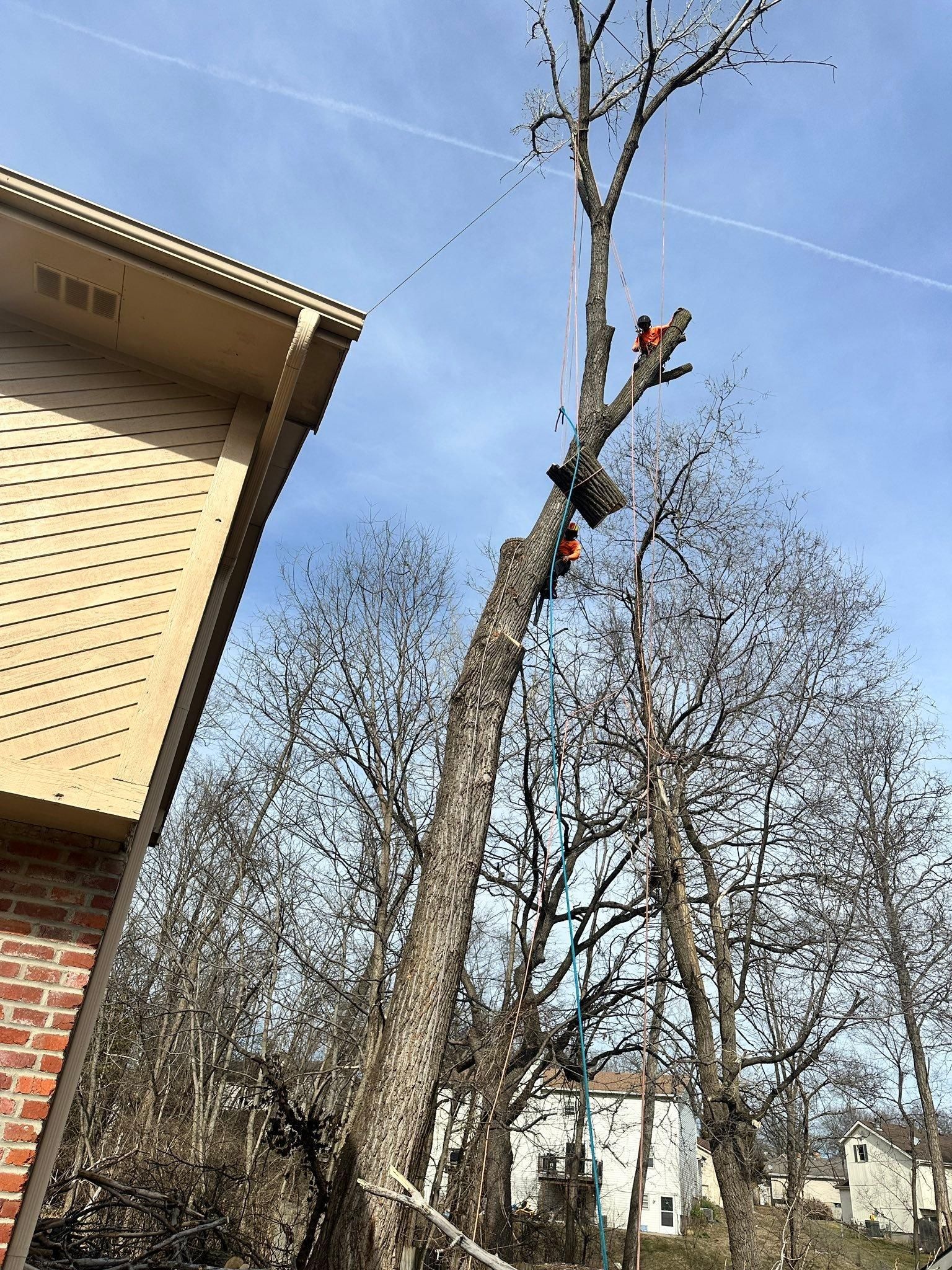 All Photos for Cross Family Tree Service in Kearney, MO
