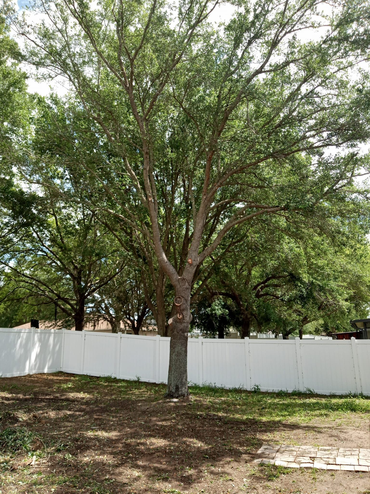  for A Southern Style Tree Service in Orlando, FL