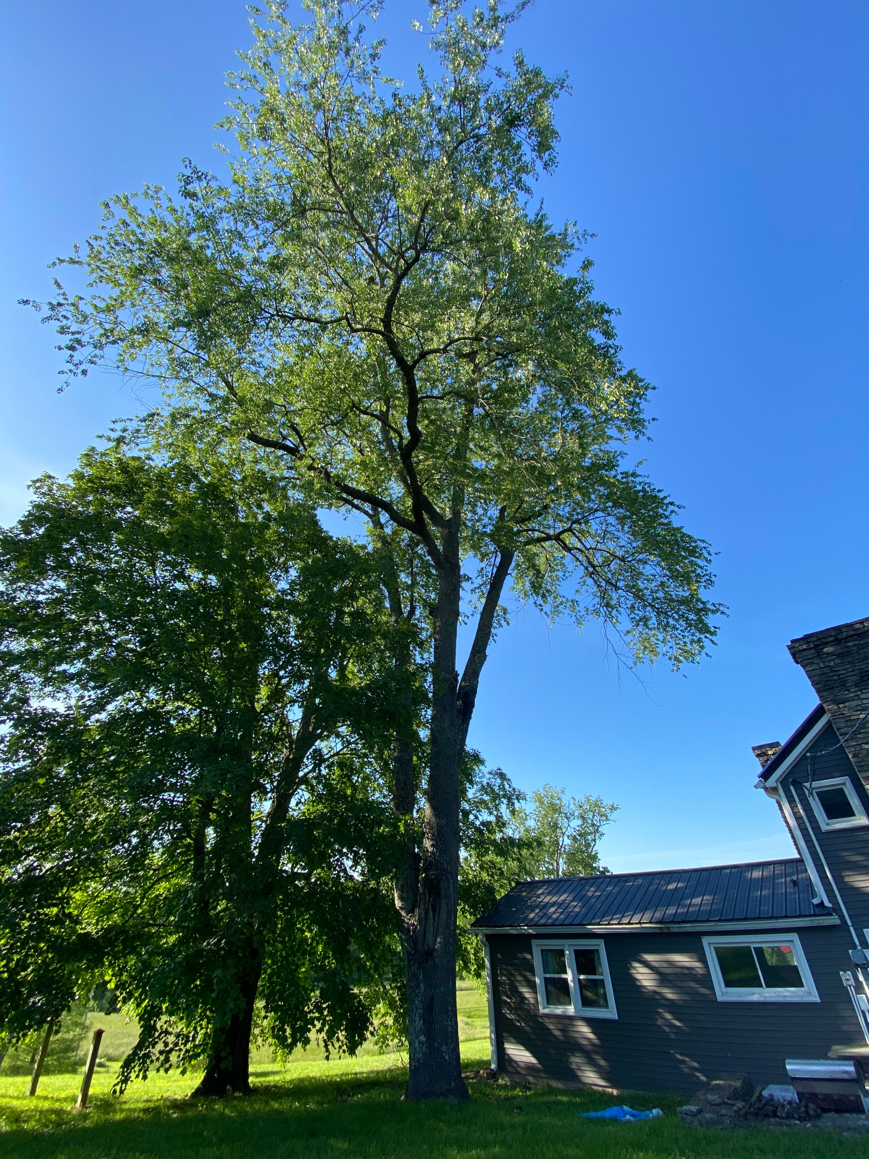 All Photos for Houtz Tree Service in Lexington, KY