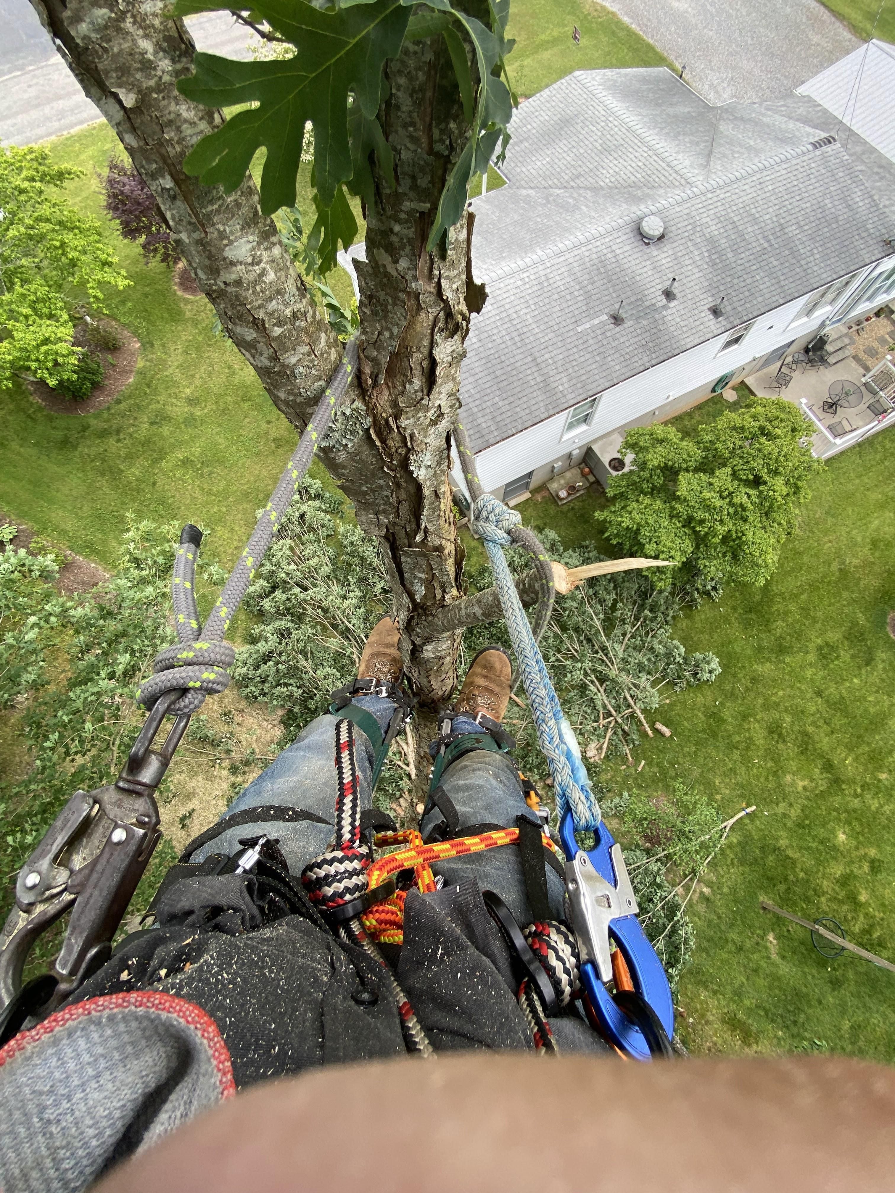  for Ascending Tree Service LLC in Kenbridge, VA