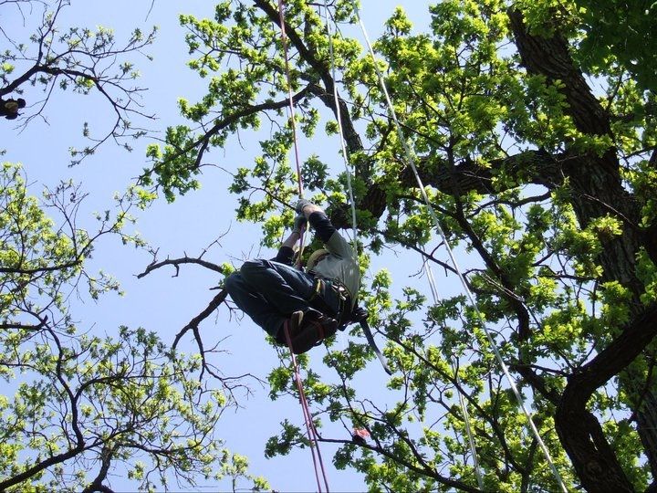  for TLC Professional Tree Service in Bedford, TX
