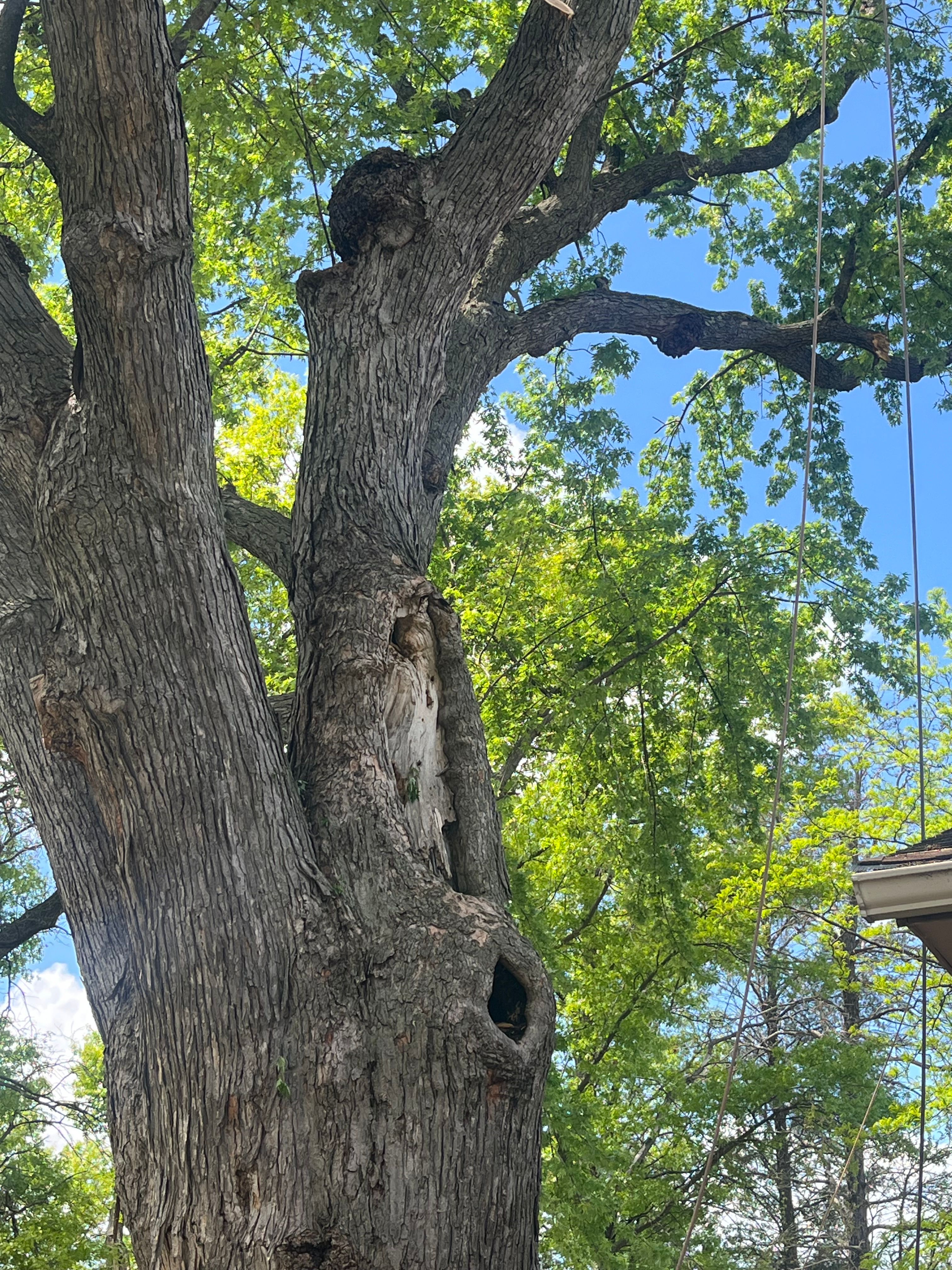 All Photos for K and Z Tree Care in Andover, MN