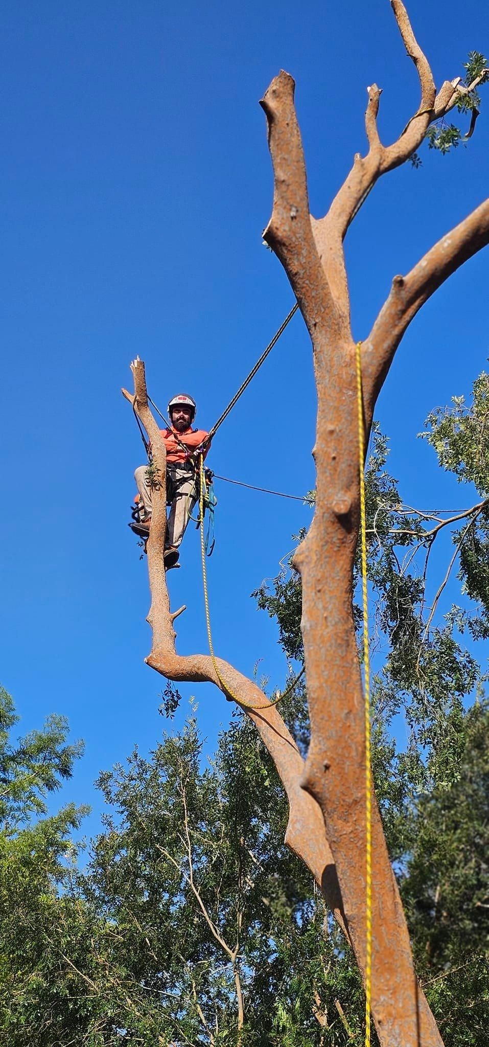  for Servin's Tree Care  in Houston, TX