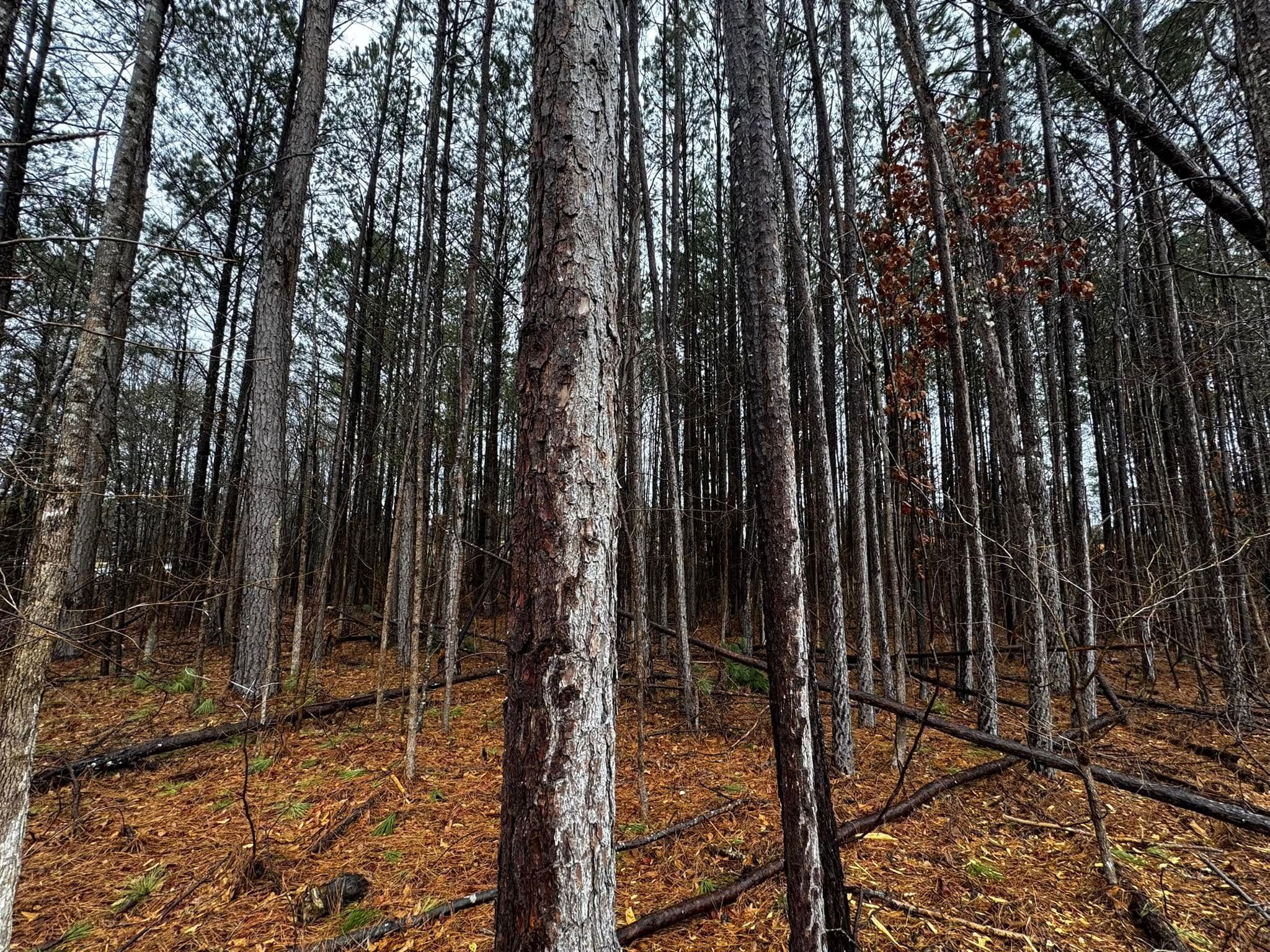  for Bryant's Land Services in Forsyth, GA