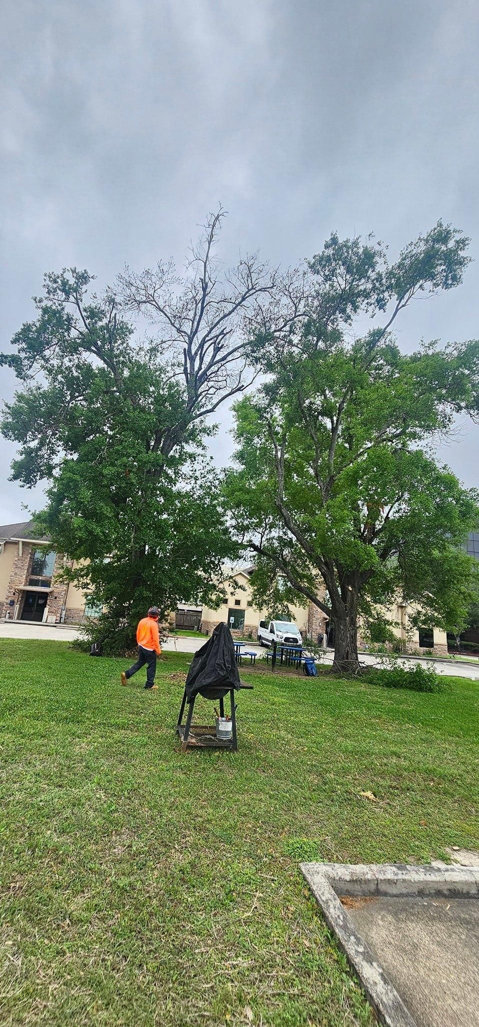  for Servin's Tree Care  in Houston, TX